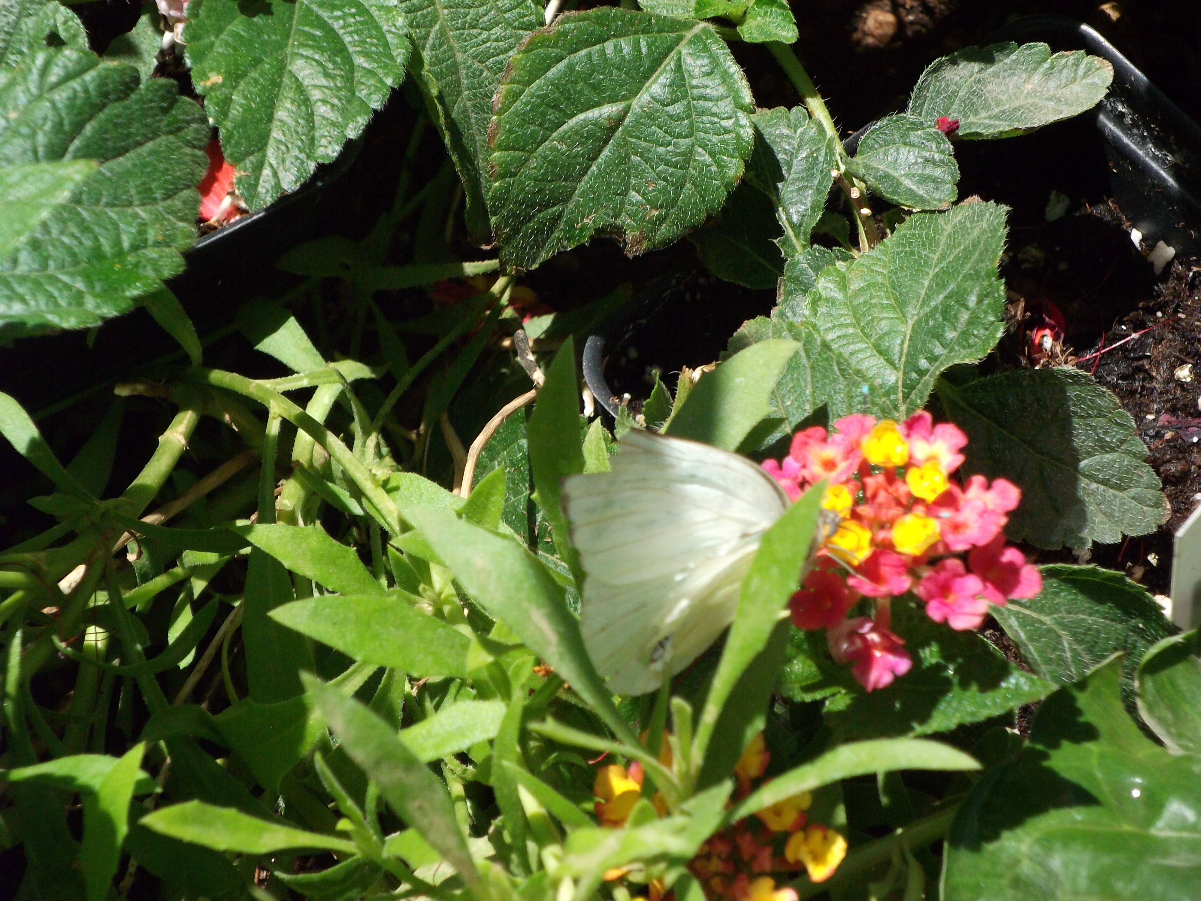 2012_04_28_phxa_069.jpg (large)