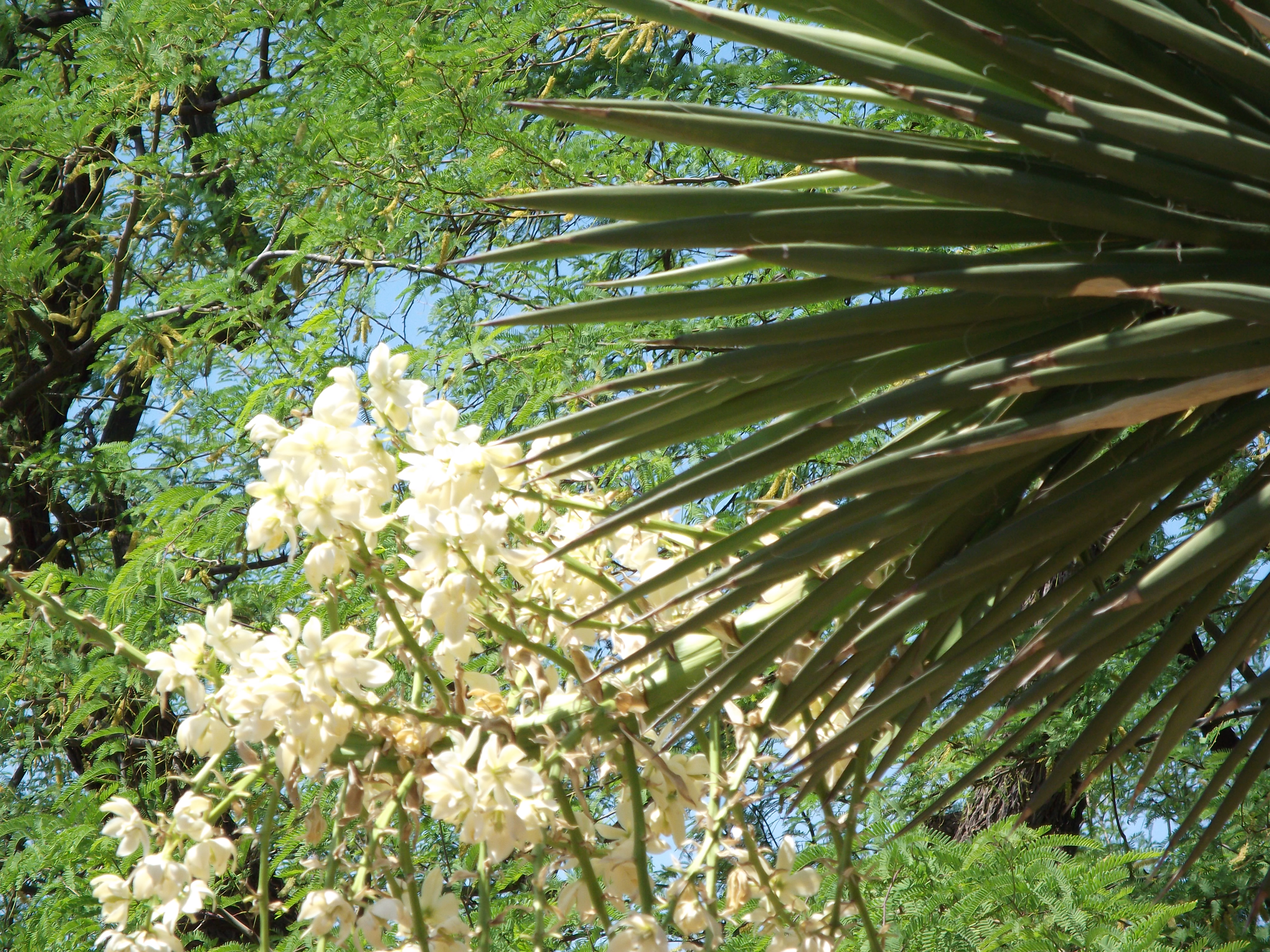 2012_04_28_phxa_075.jpg (large)