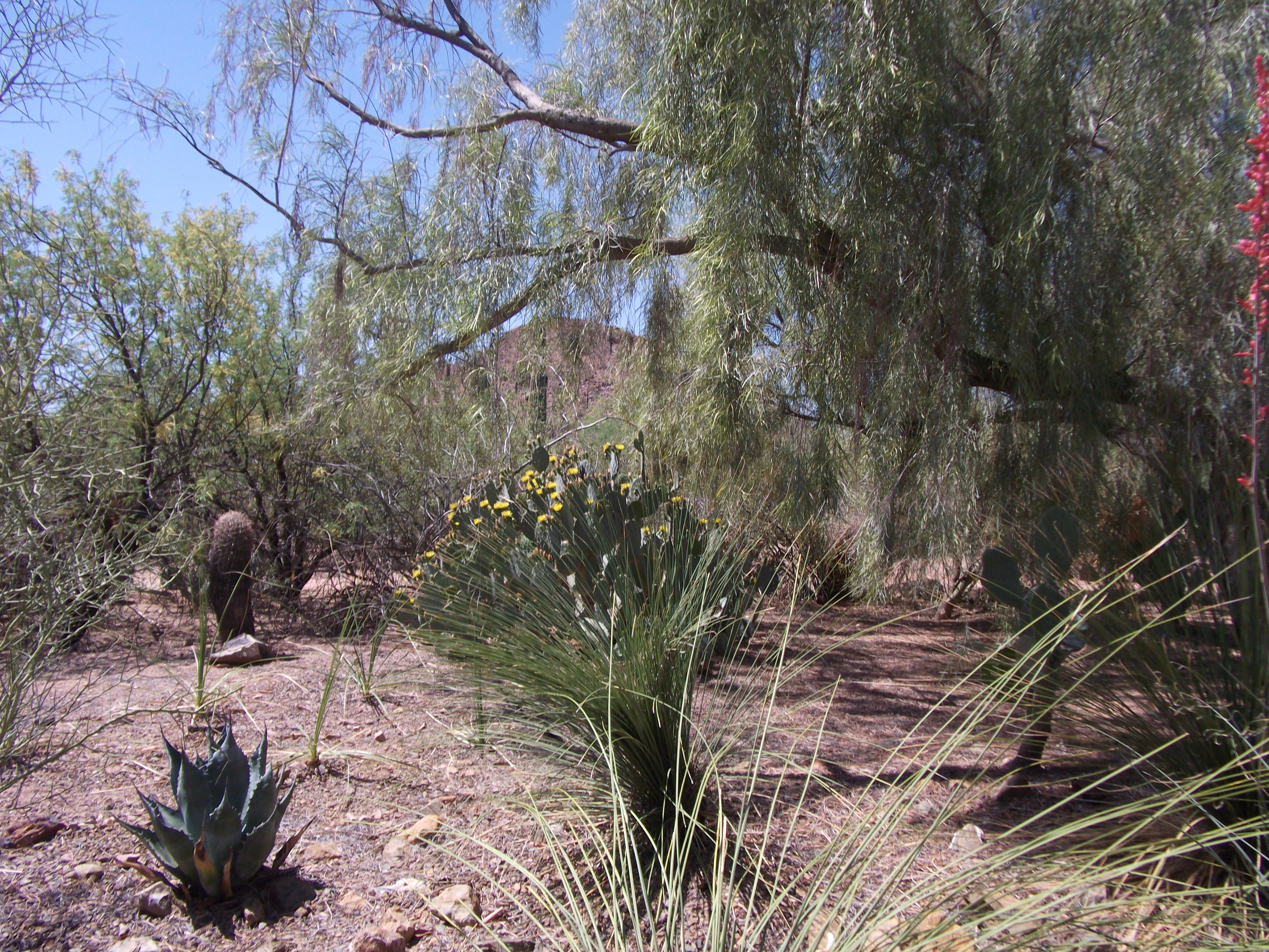 2012_04_28_phxa_084.jpg (large)