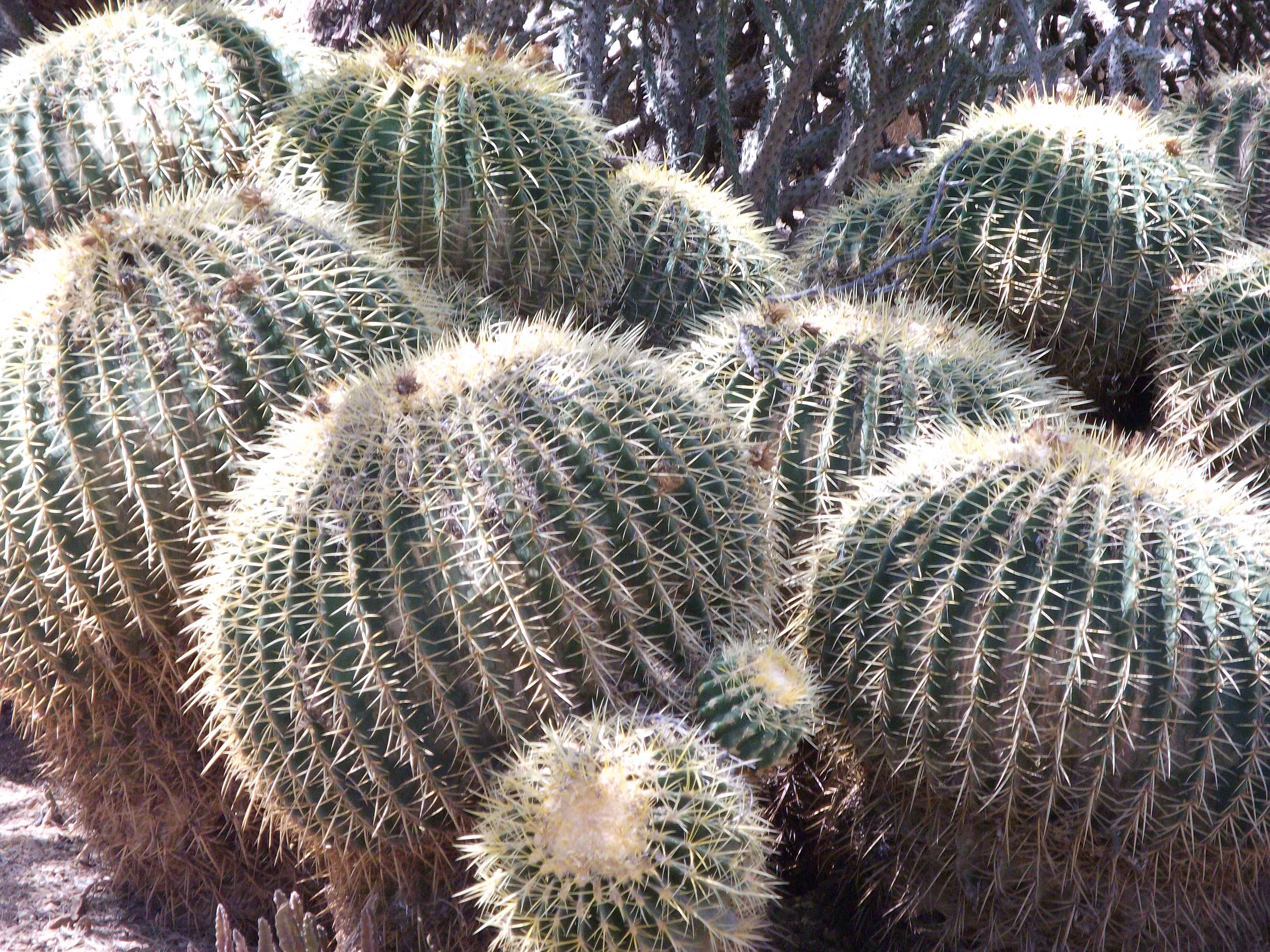 2012_04_28_phxa_094.jpg (large)