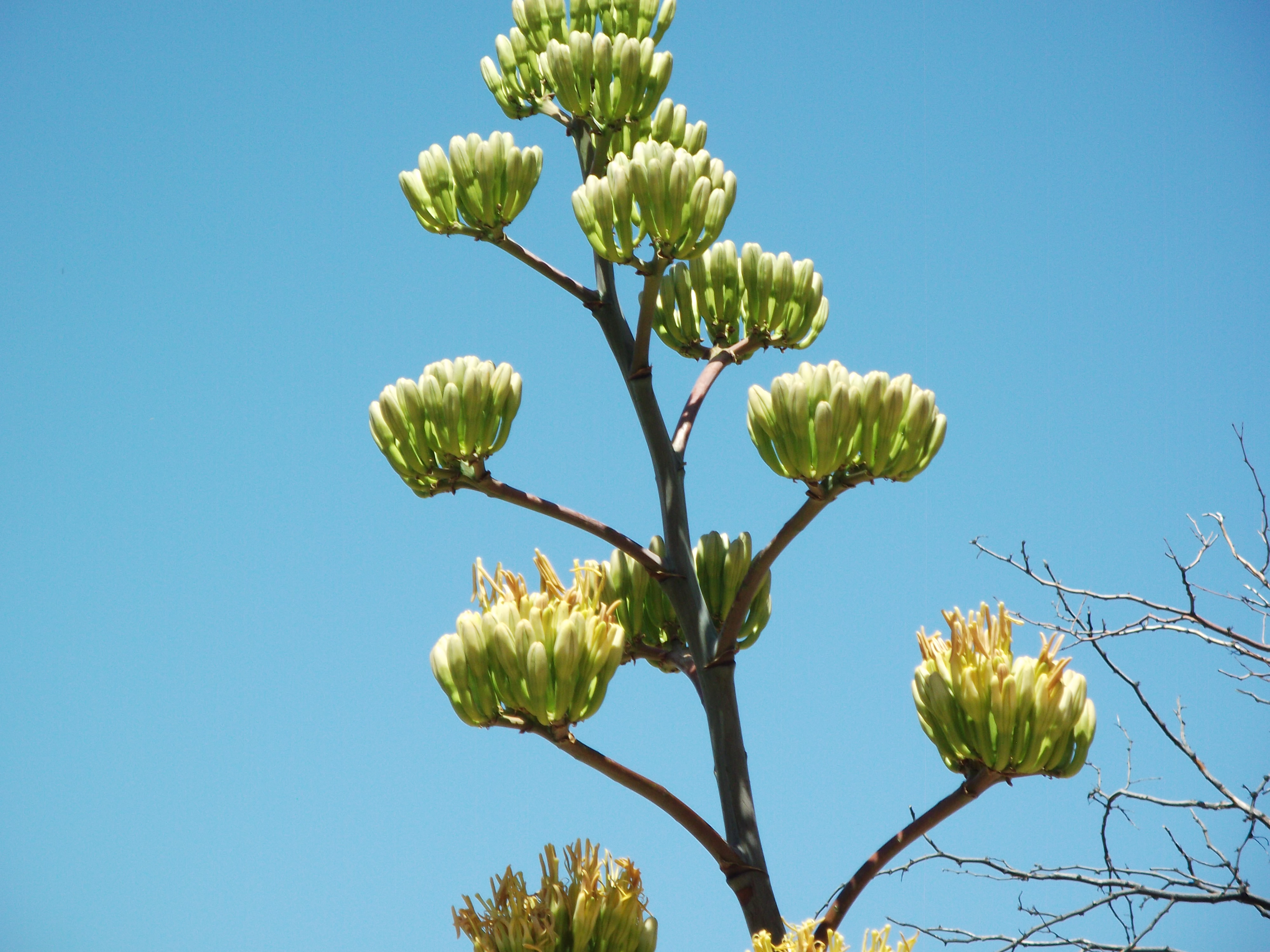 2012_04_28_phxa_097.jpg (large)