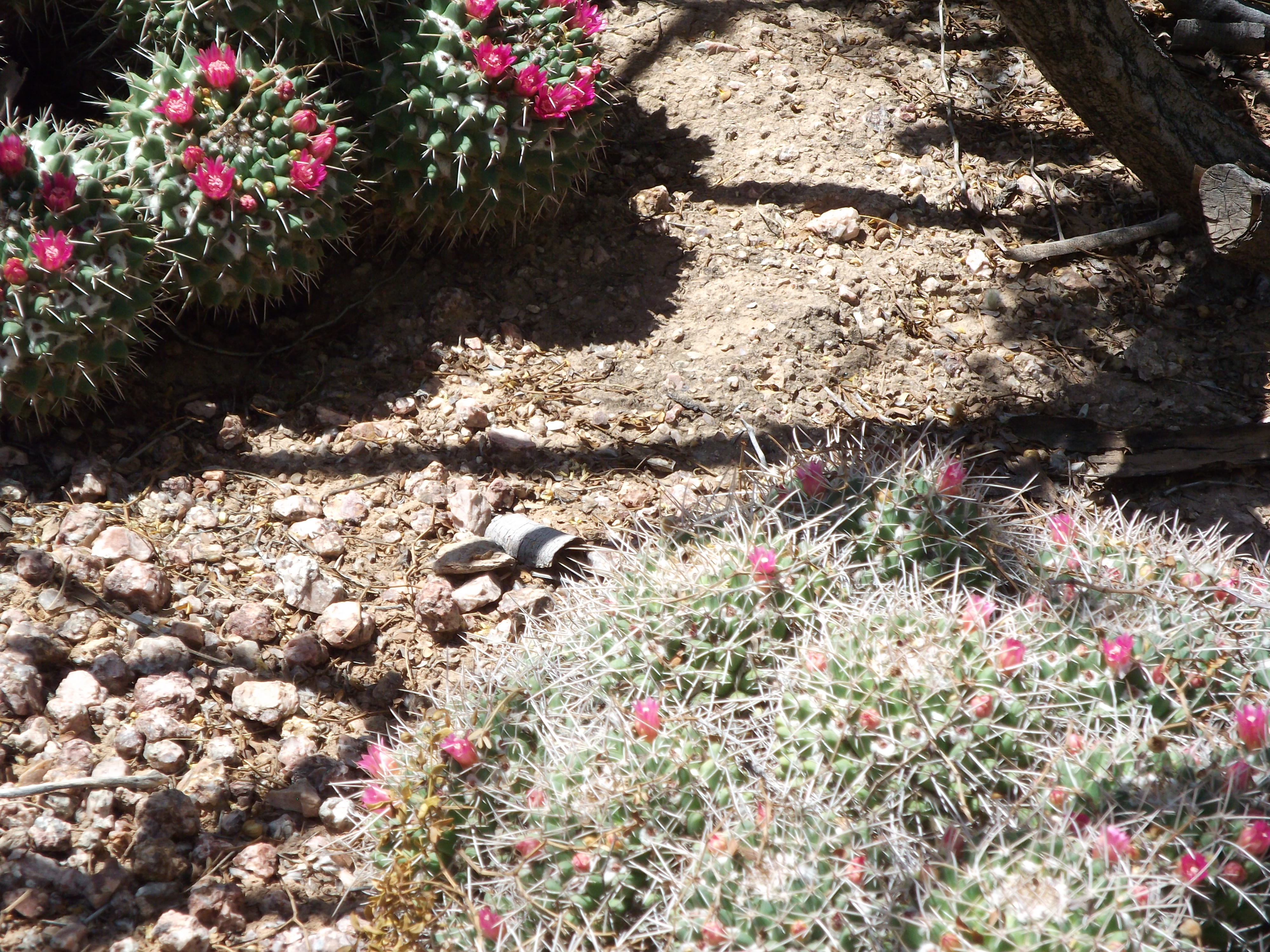 2012_04_28_phxa_099.jpg (large)