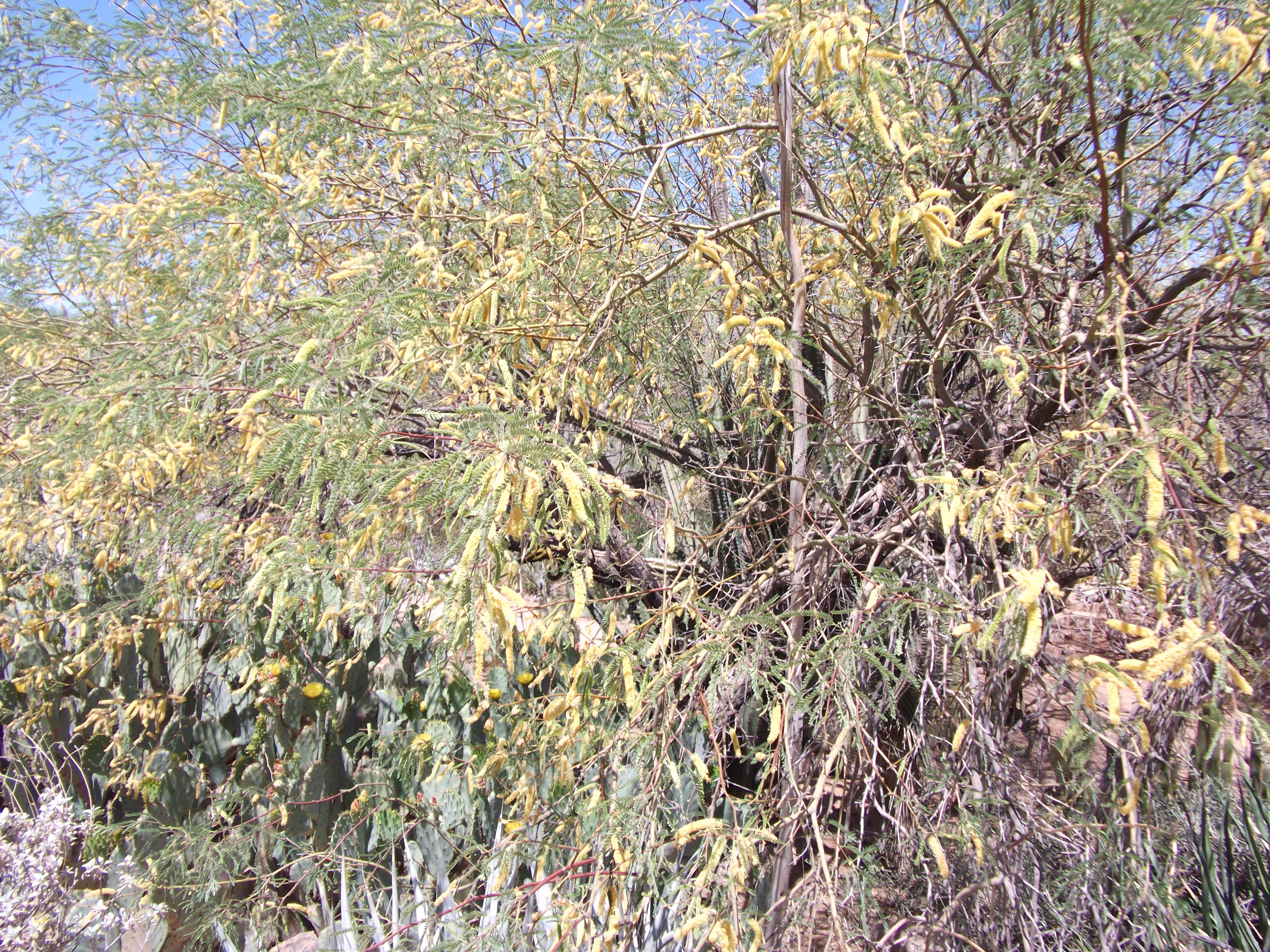 2012_04_28_phxa_103.jpg (large)