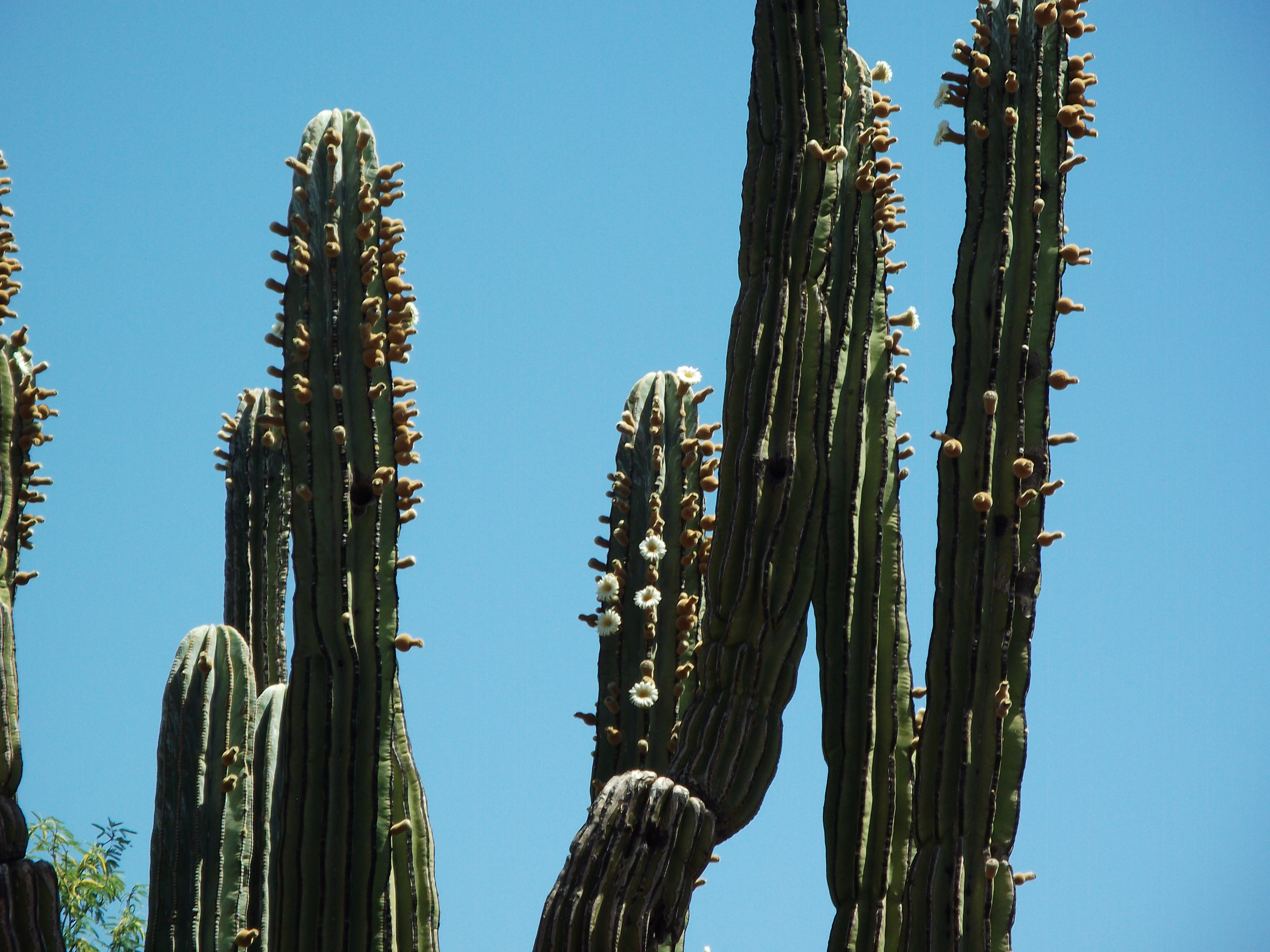 2012_04_28_phxa_111.jpg (large)