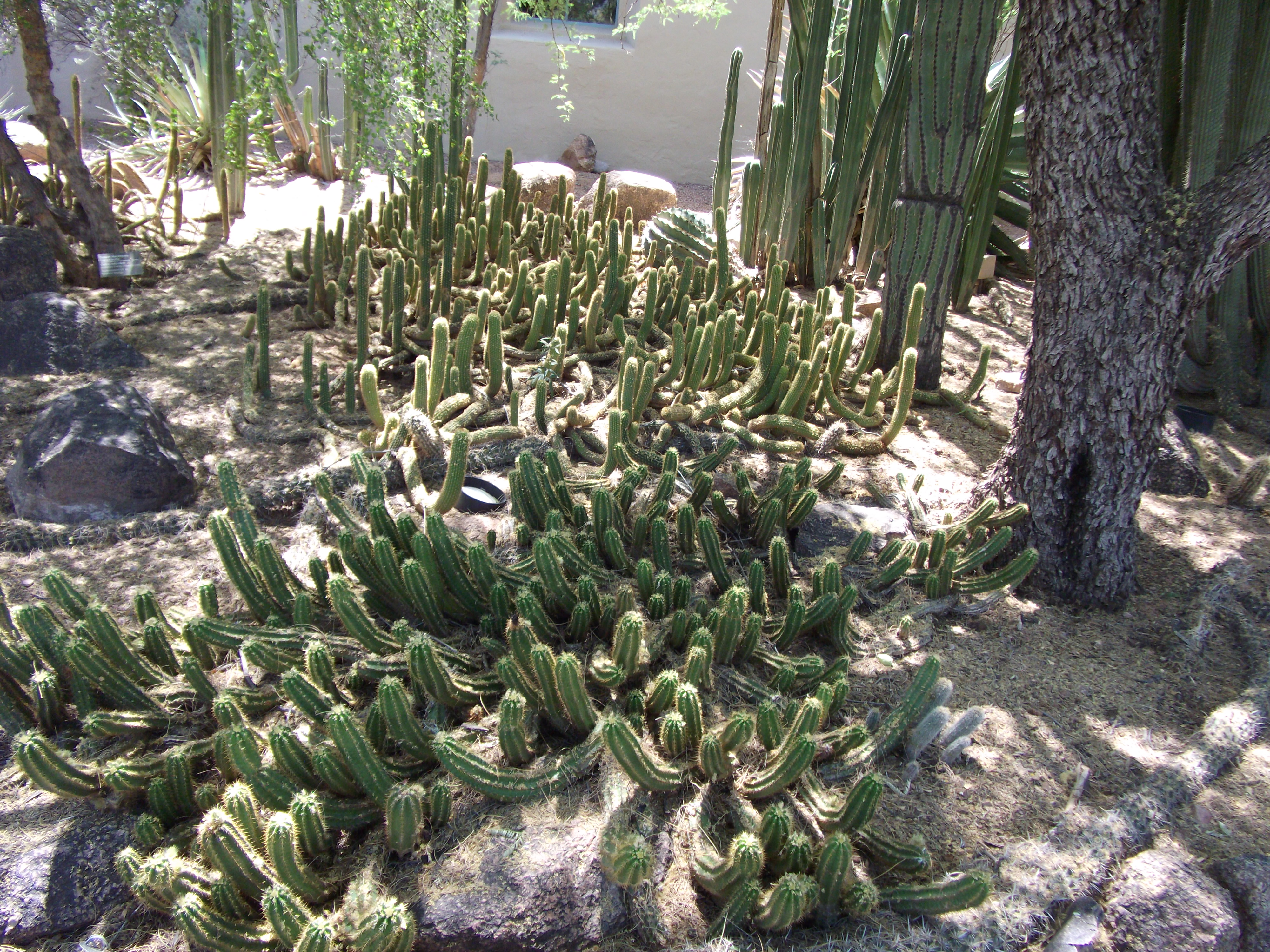 2012_04_28_phxa_115.jpg (large)