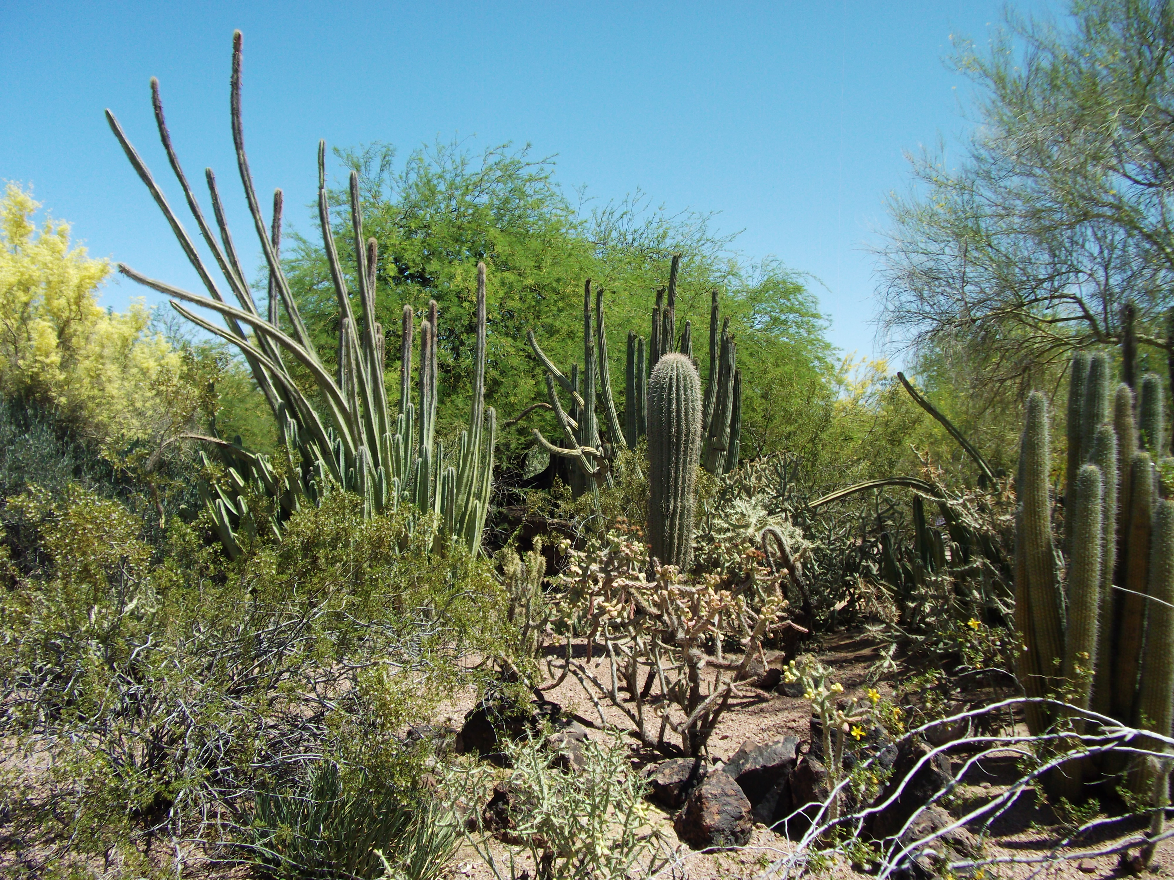 2012_04_28_phxa_119.jpg (large)