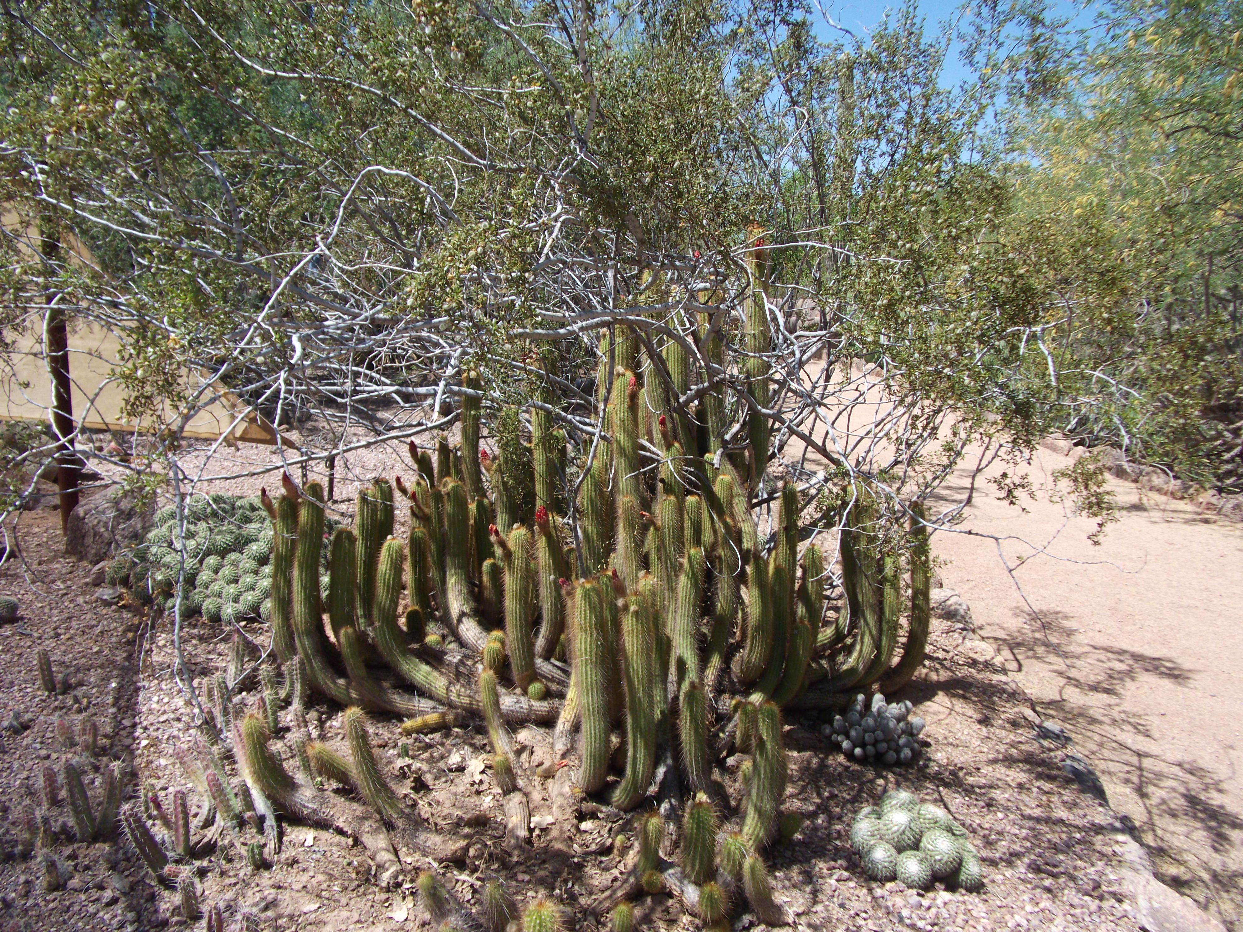 2012_04_28_phxa_120.jpg (large)