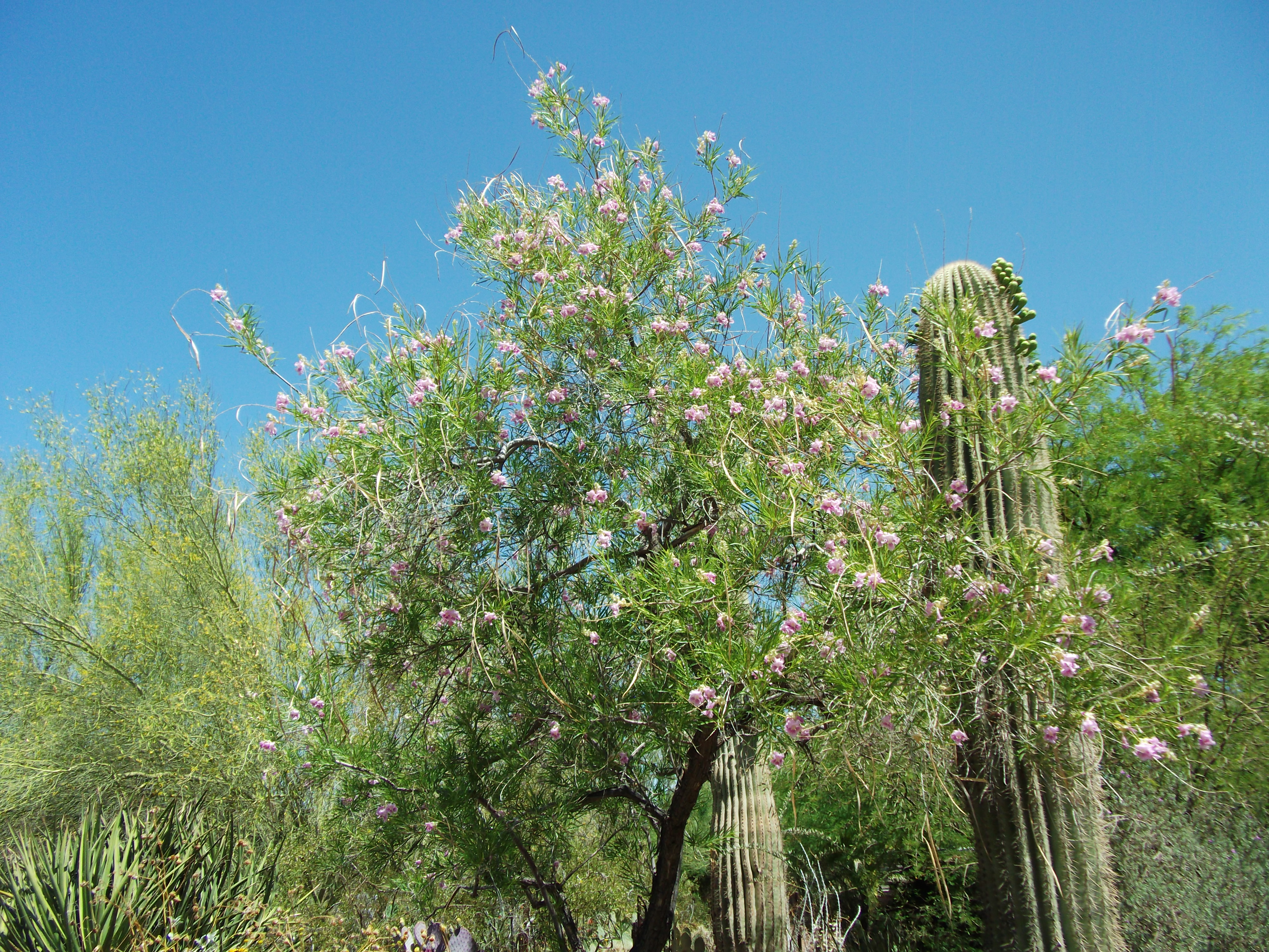 2012_04_28_phxa_125.jpg (large)