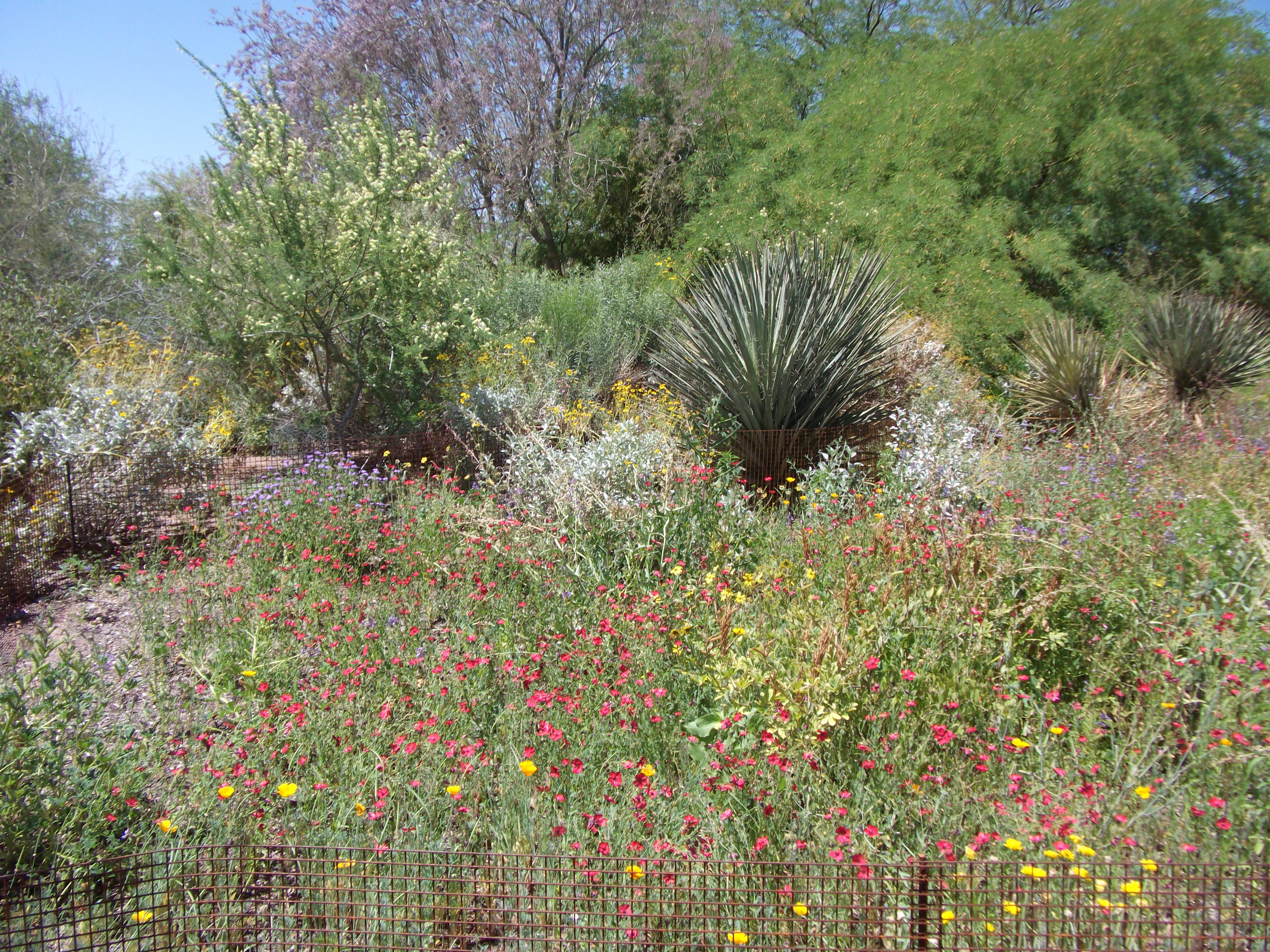 2012_04_28_phxa_132.jpg (large)