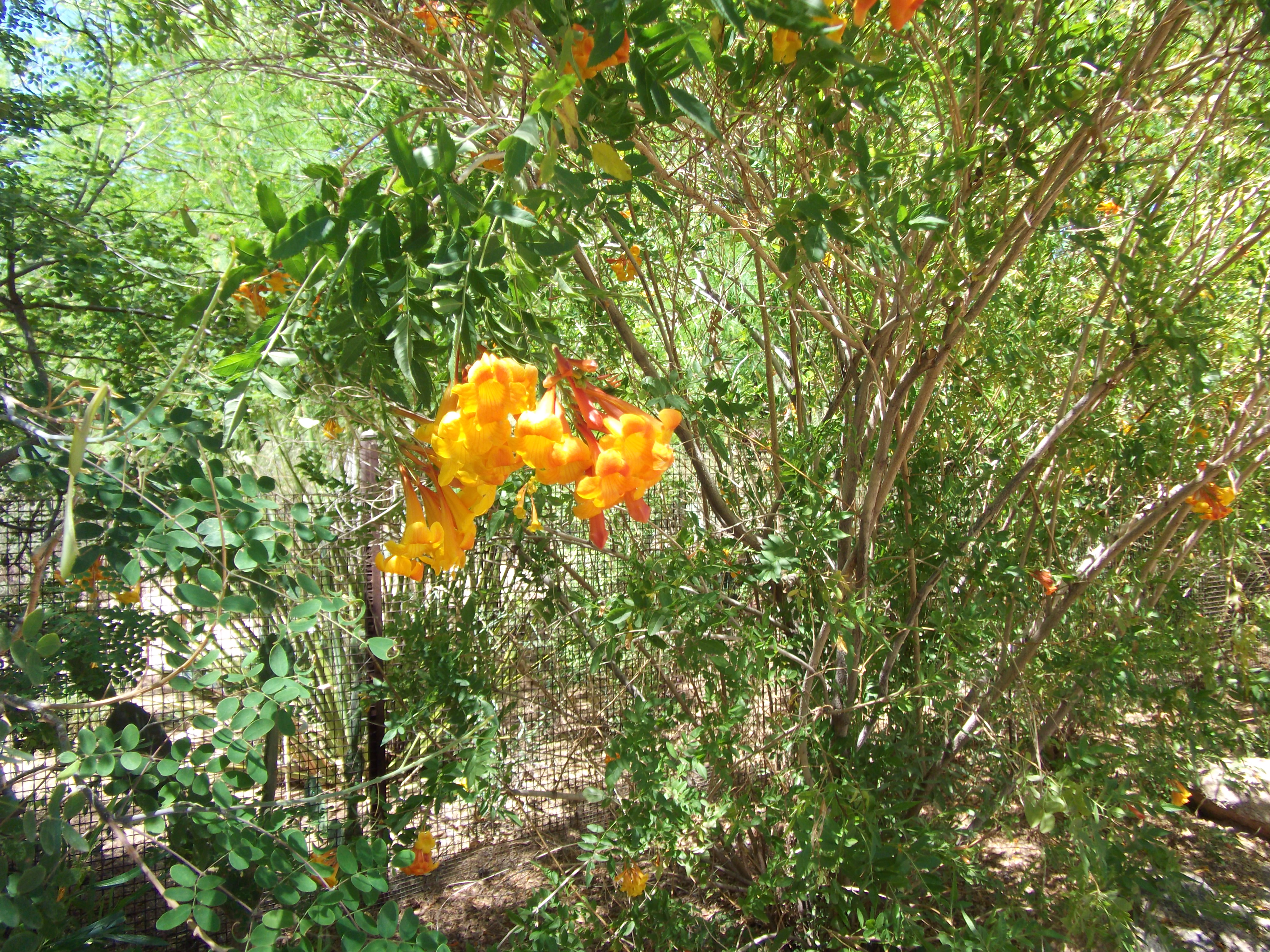 2012_04_28_phxa_139.jpg (large)