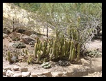 Cactus that creep like snakes
