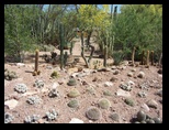 New cacti group planting at the Botanica Garden