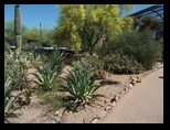 Garden pathway in the Phoenix Botanical Garden