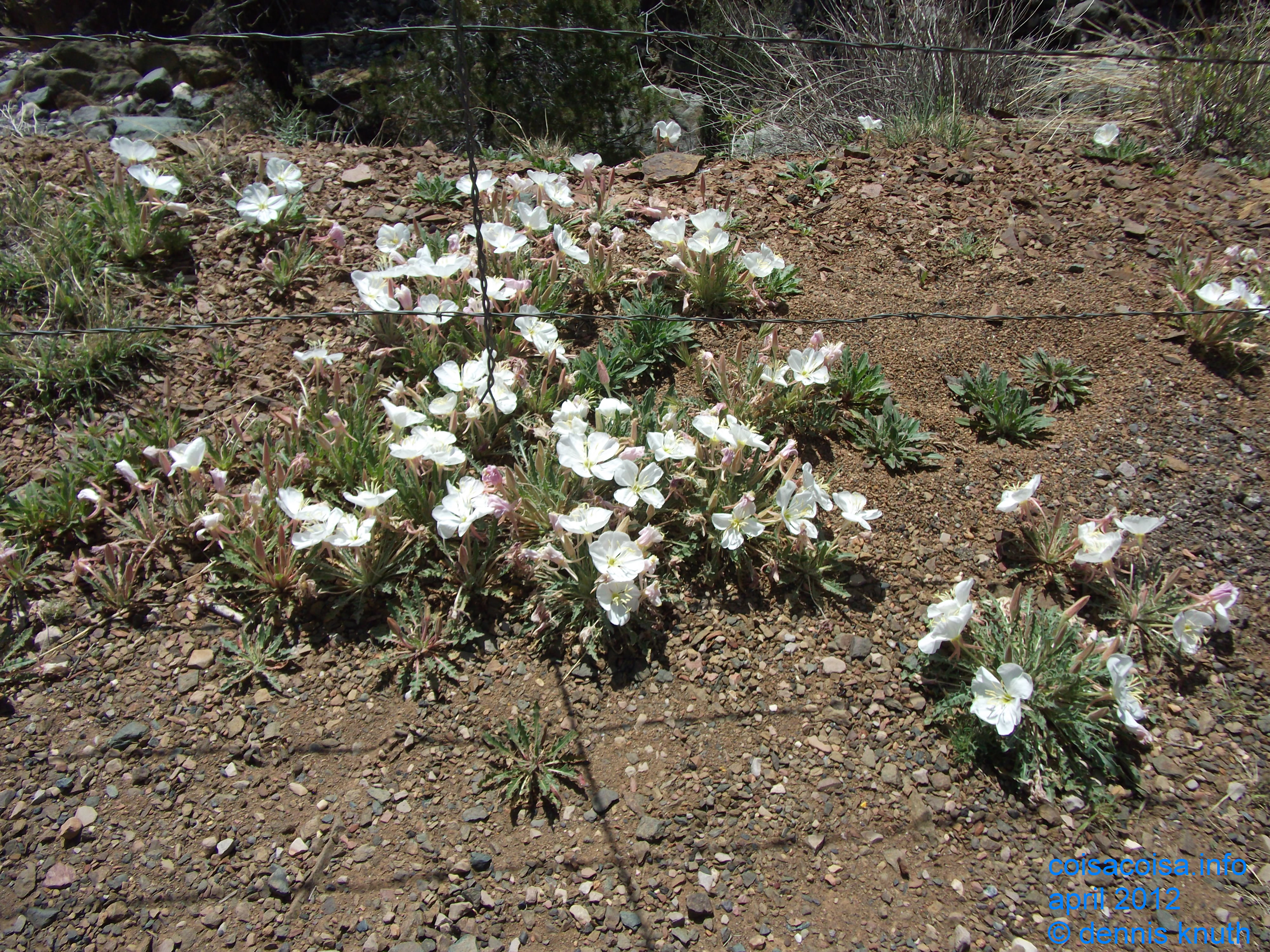 Flowers on the side of the road to Jerome Arizona