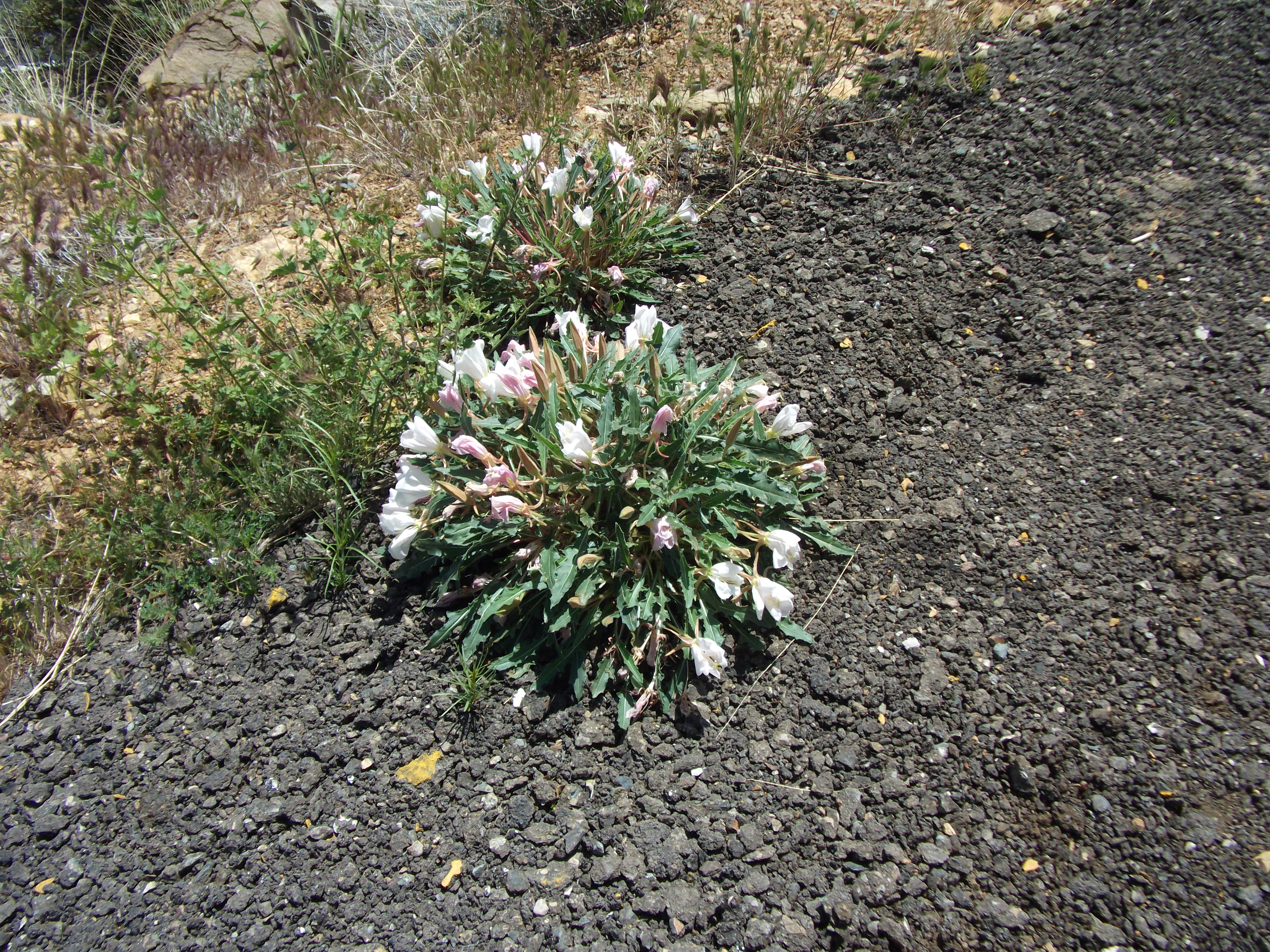 2012_04_29_jerome_sk_0032.jpg (large)