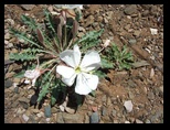 White flower on the roadside
