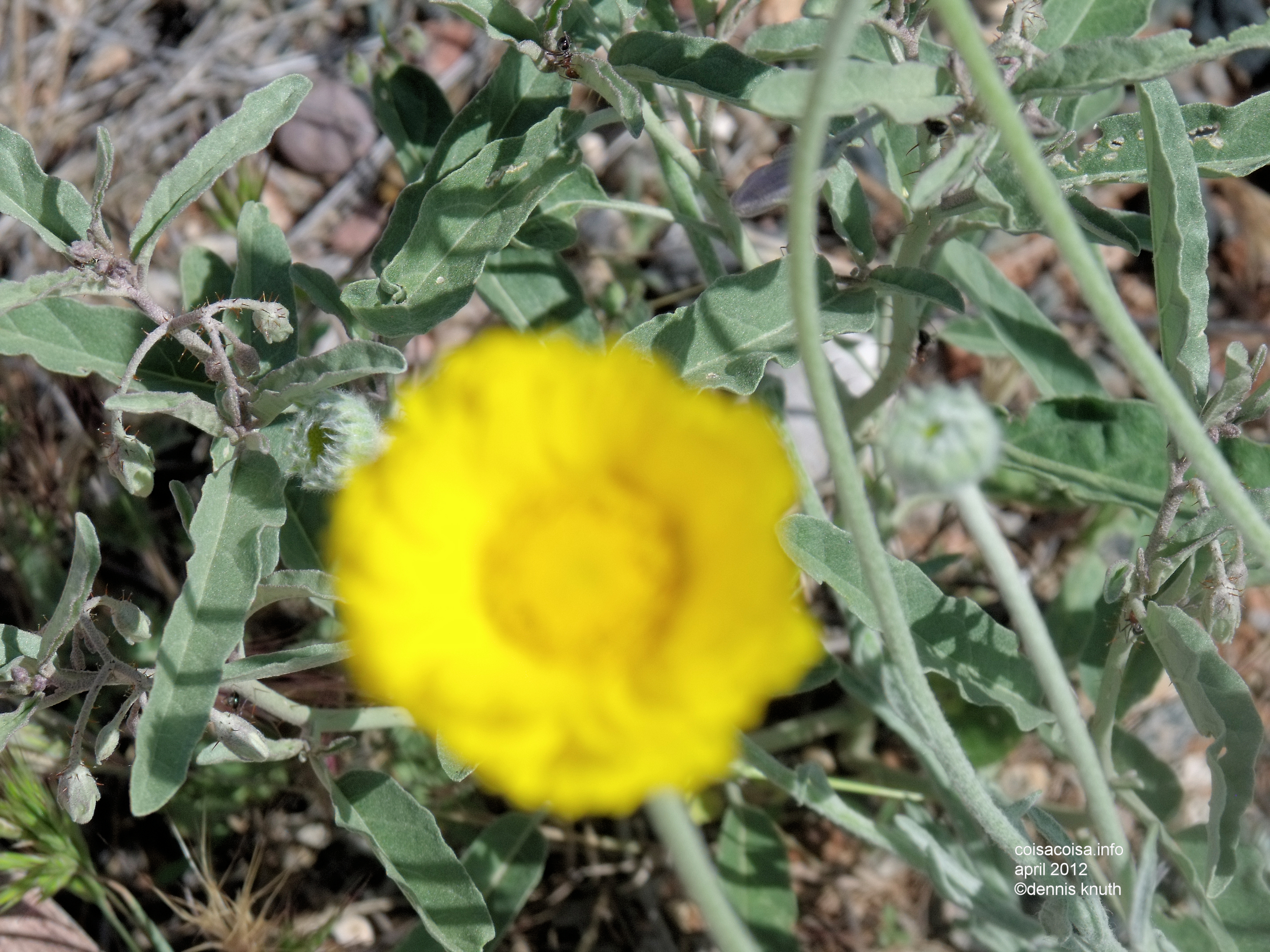 Floral greenery near Sedona Arizona