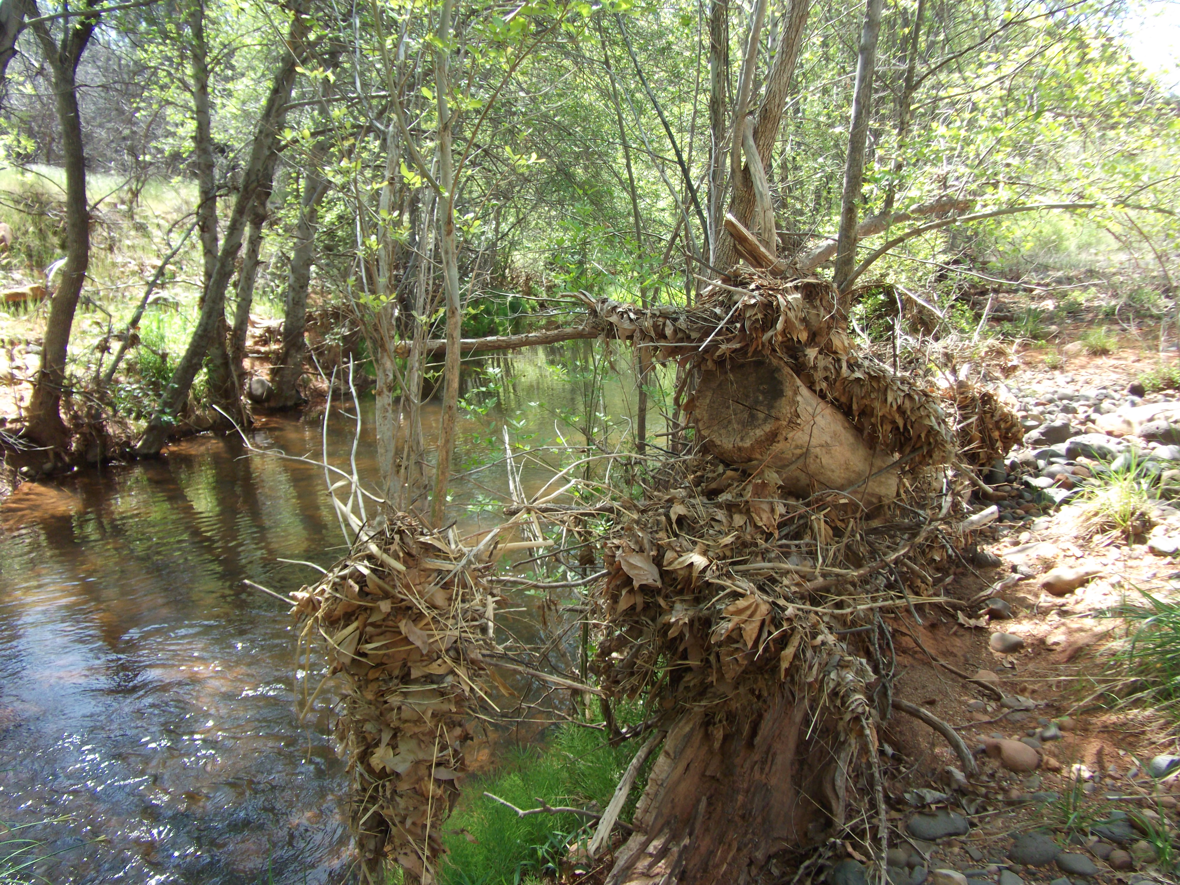 2012_04_30_sedona_sk_0032.jpg (large)