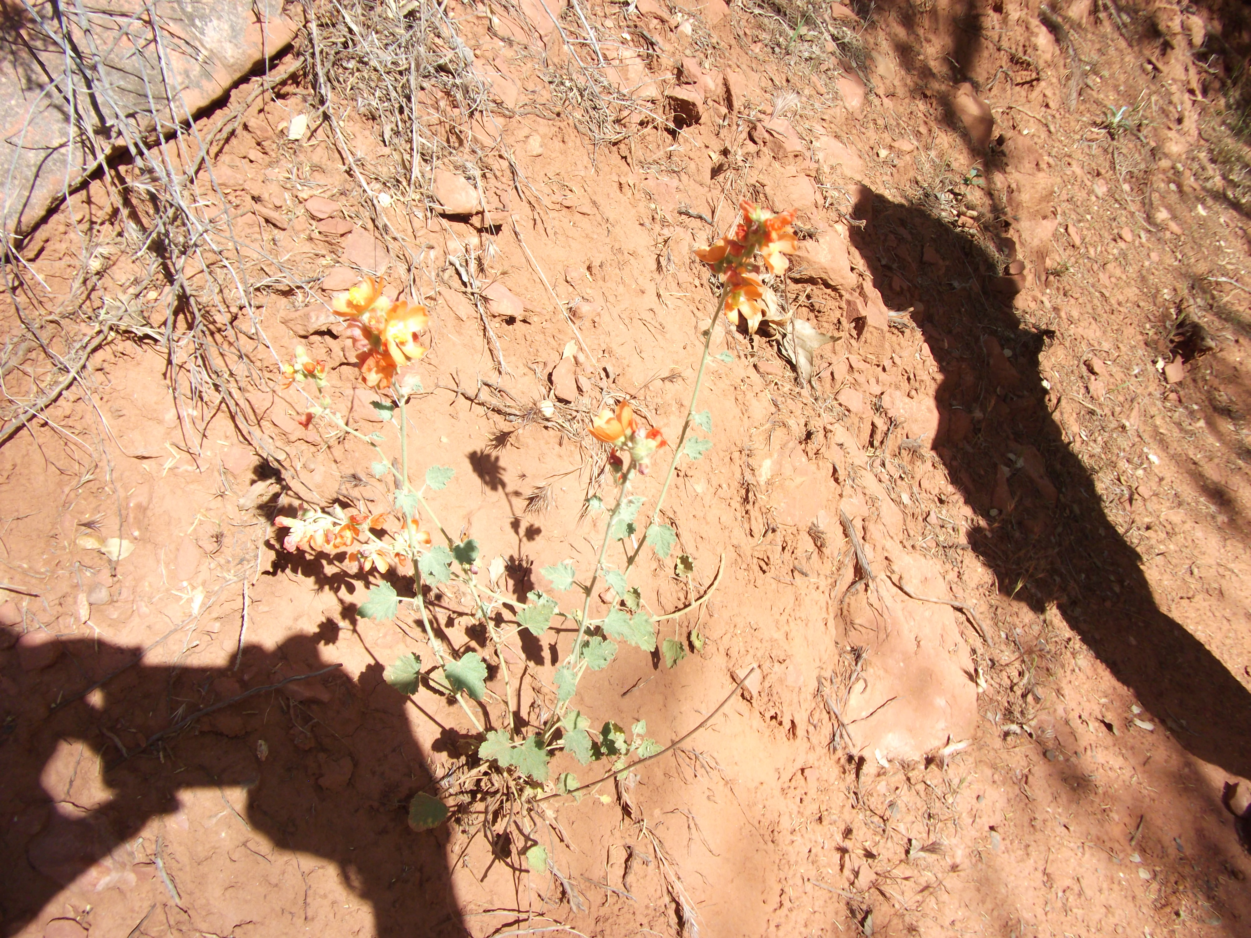 2012_04_30_sedona_sk_0035.jpg (large)