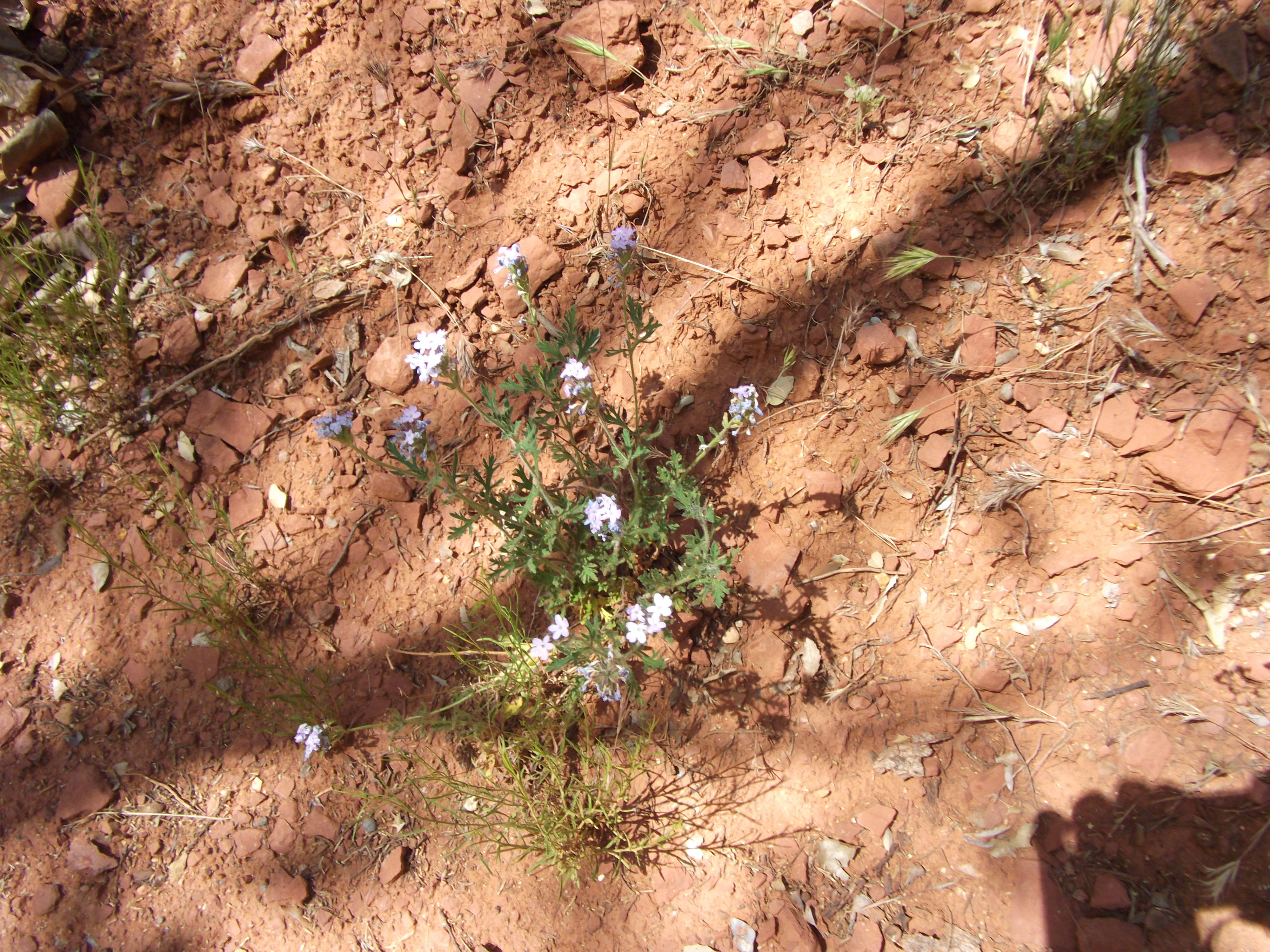 2012_04_30_sedona_sk_0036.jpg (large)