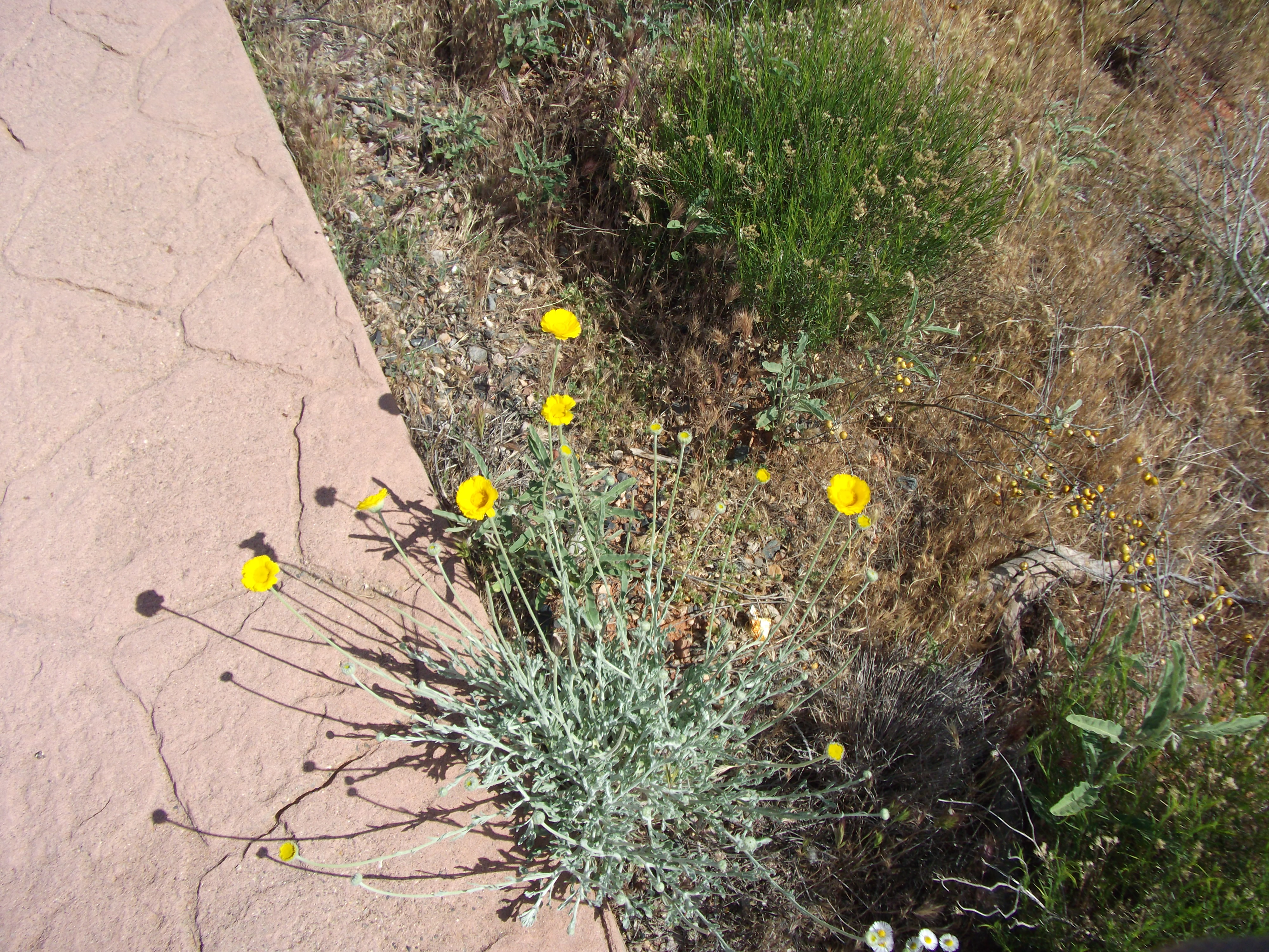 2012_04_30_sedona_sk_0041.jpg (large)