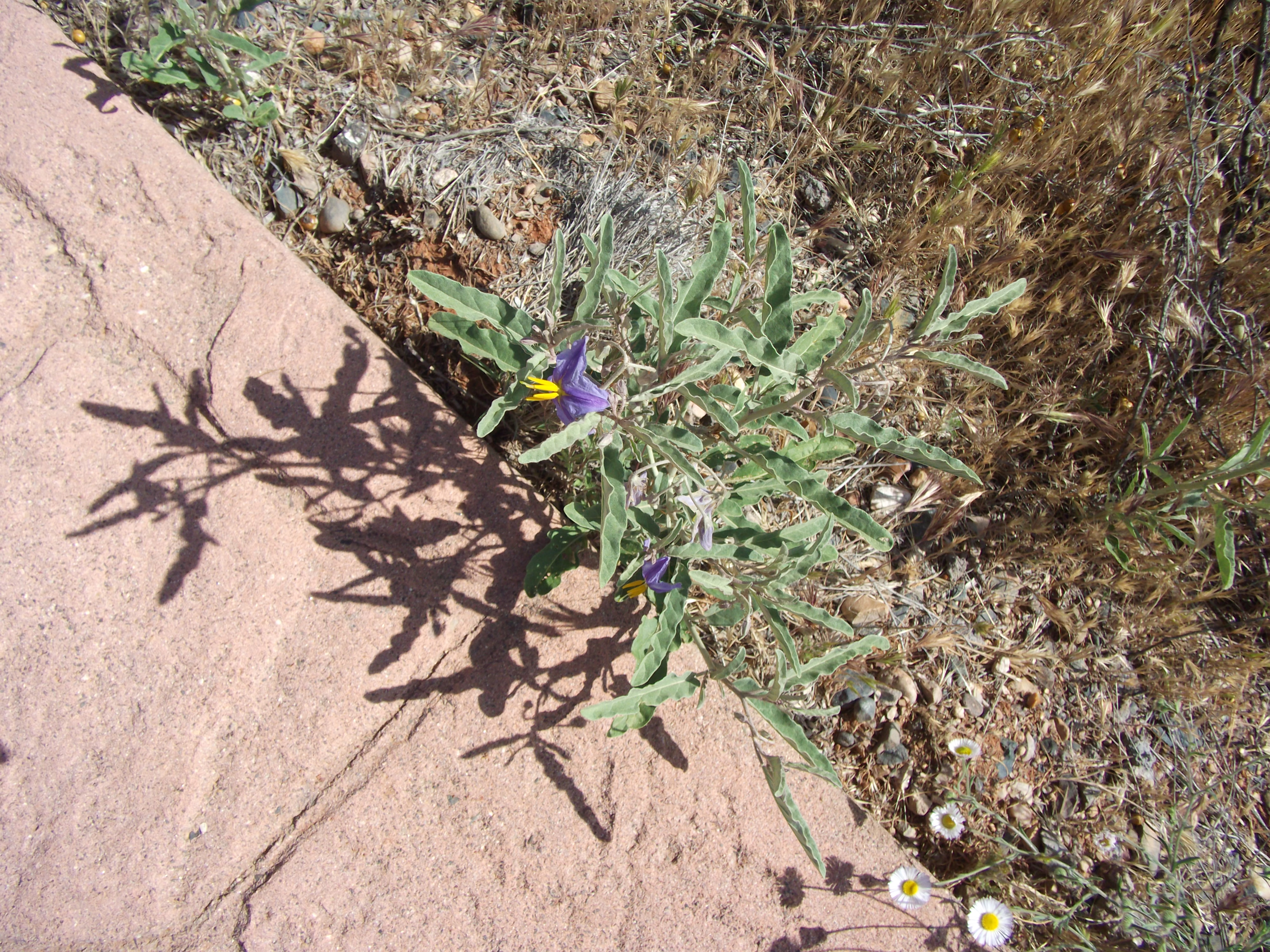 2012_04_30_sedona_sk_0042.jpg (large)