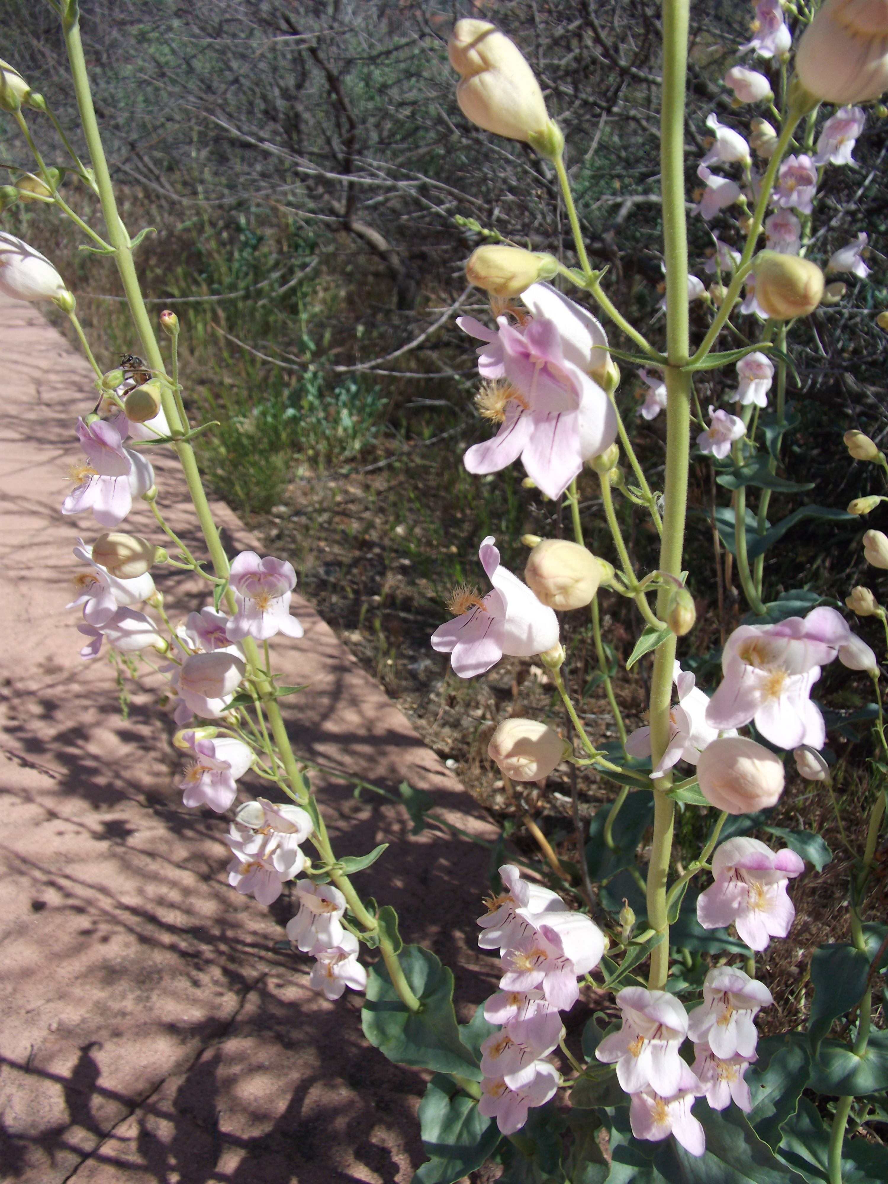 2012_04_30_sedona_sk_0044.jpg (large)