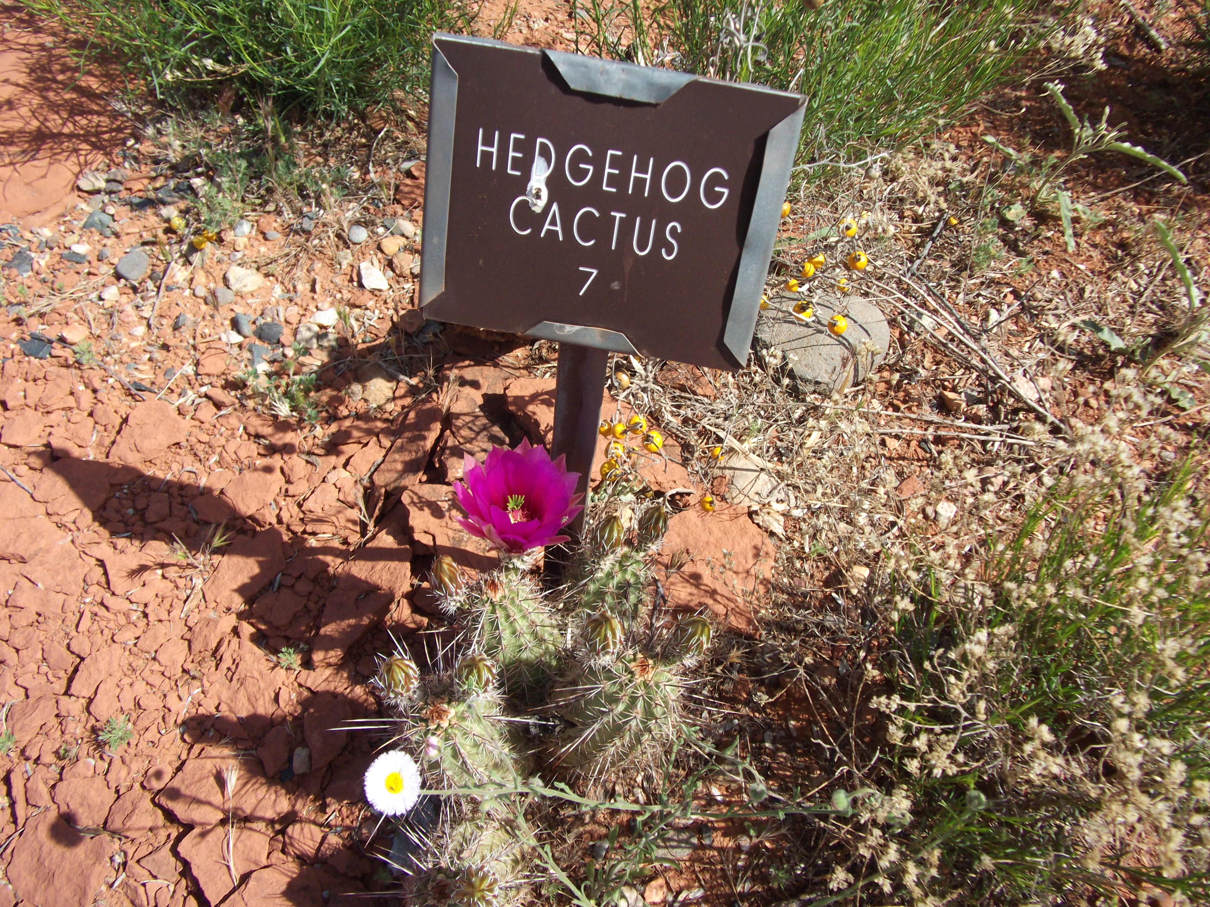 2012_04_30_sedona_sk_0045.jpg (large)