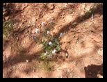 2012_04_30_sedona_sk_0036.jpg