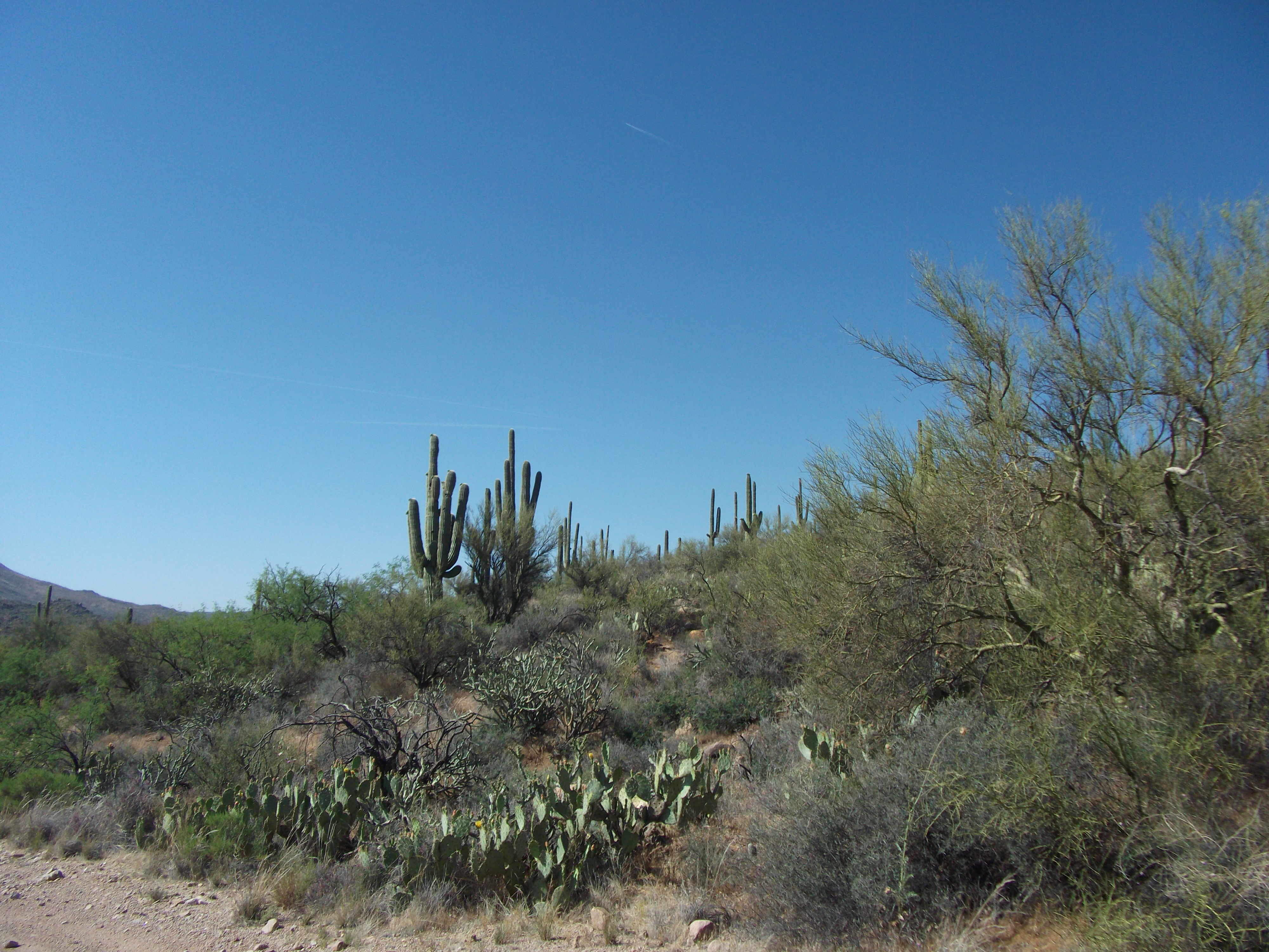 2012_04_30_a_payson_0012.jpg (large)