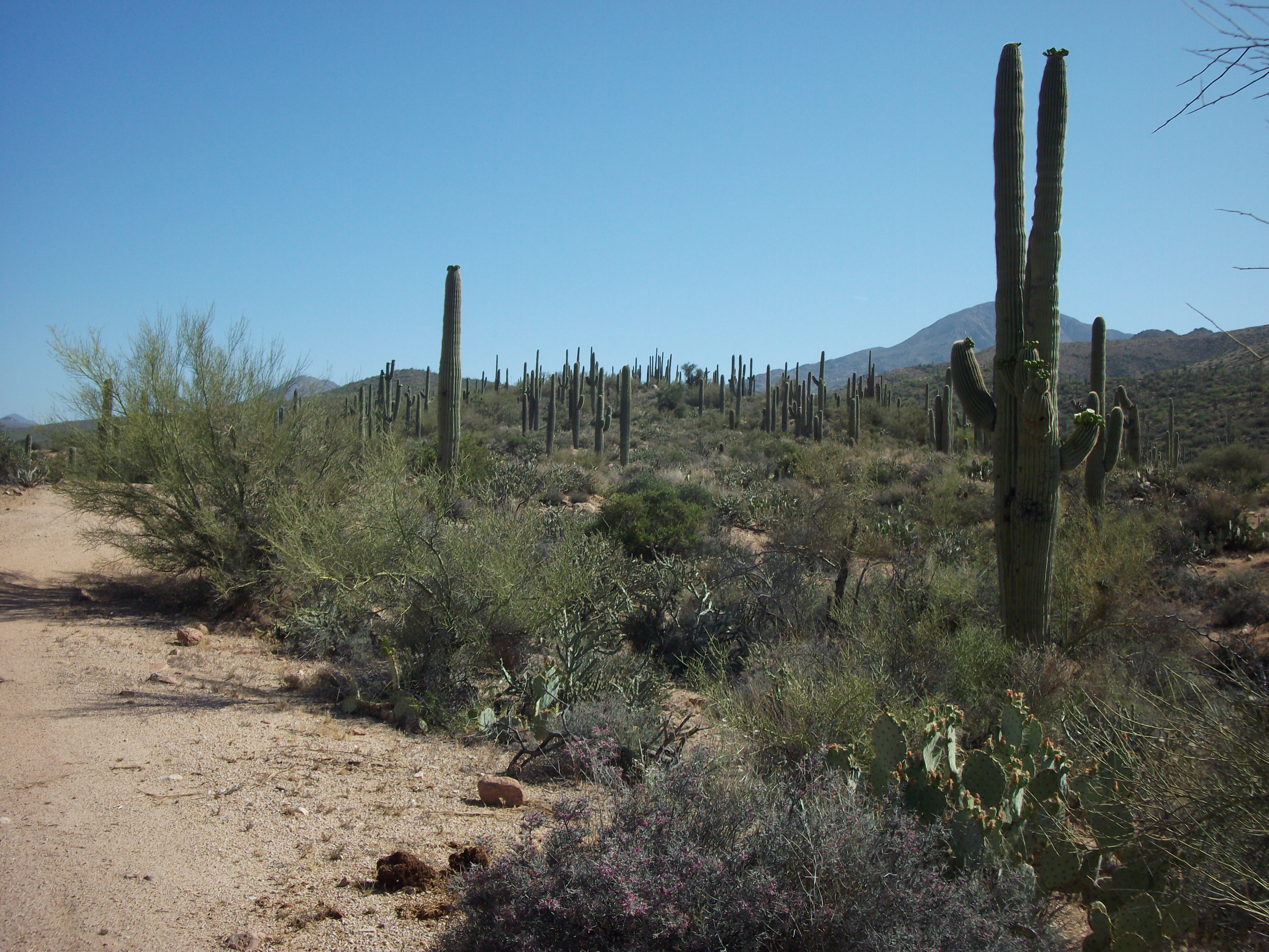 2012_04_30_a_payson_0015.jpg (large)