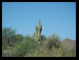 Single Saguaro