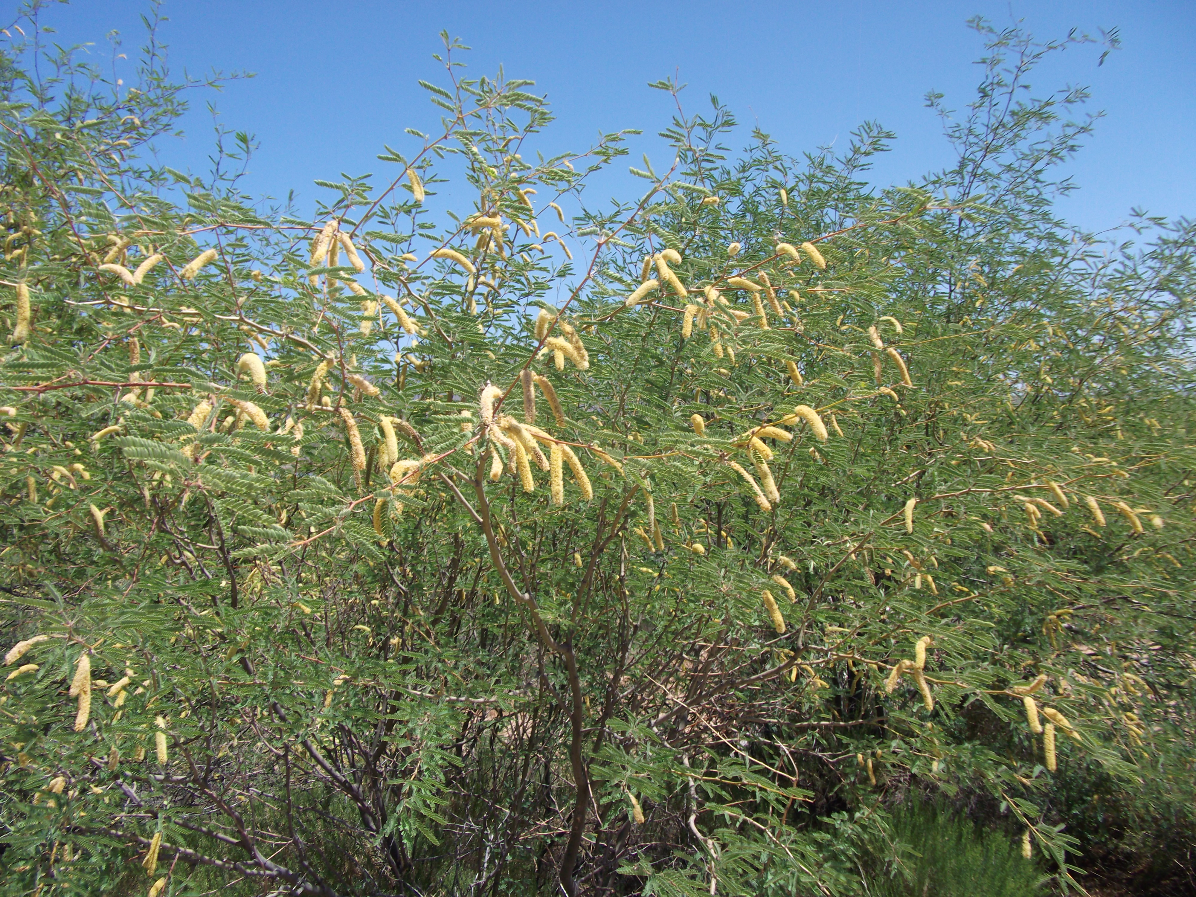2012_05_01_roosevelt_lake_sk_0007.jpg (large)