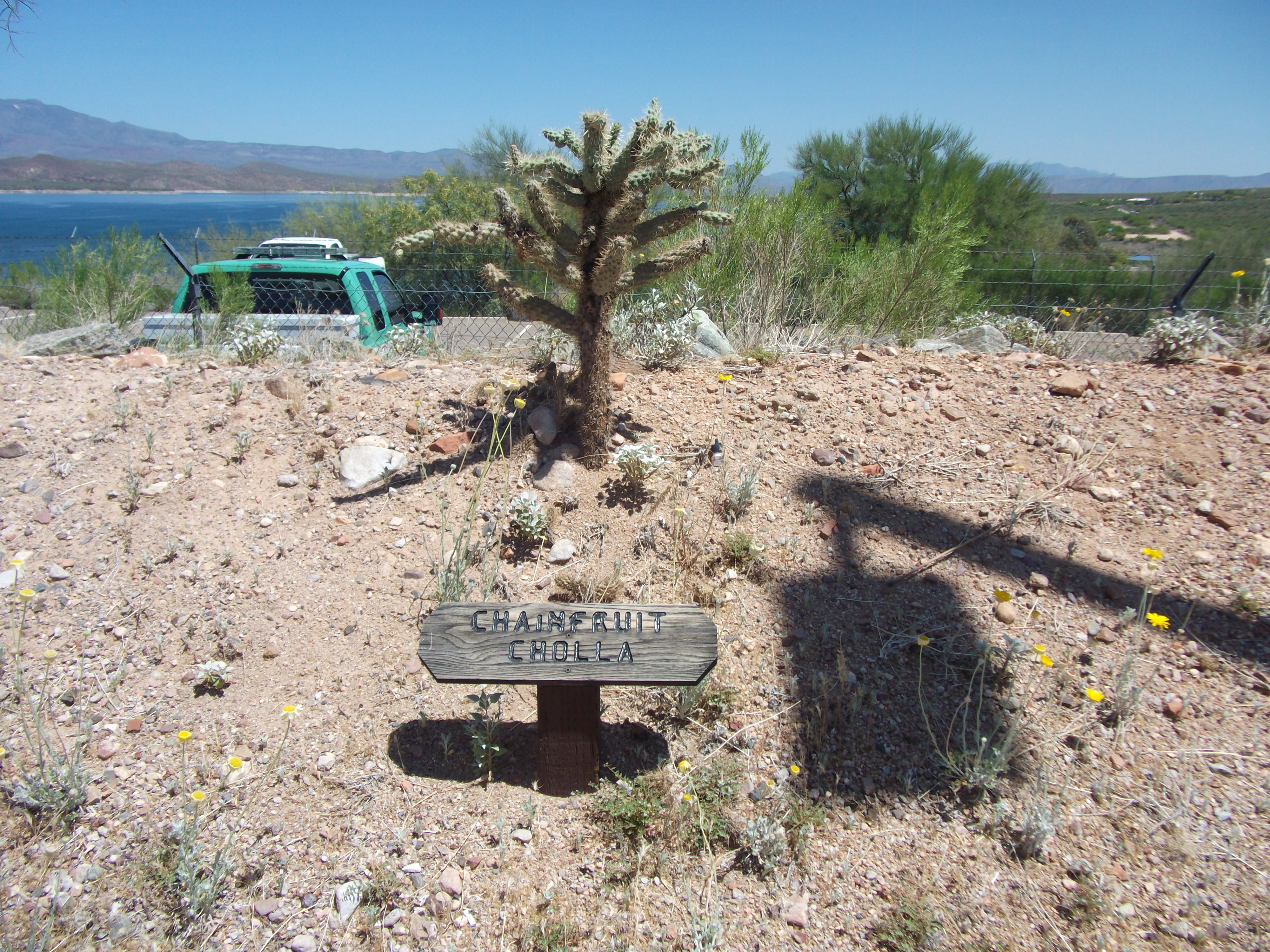 Chain Fruit Cholla
