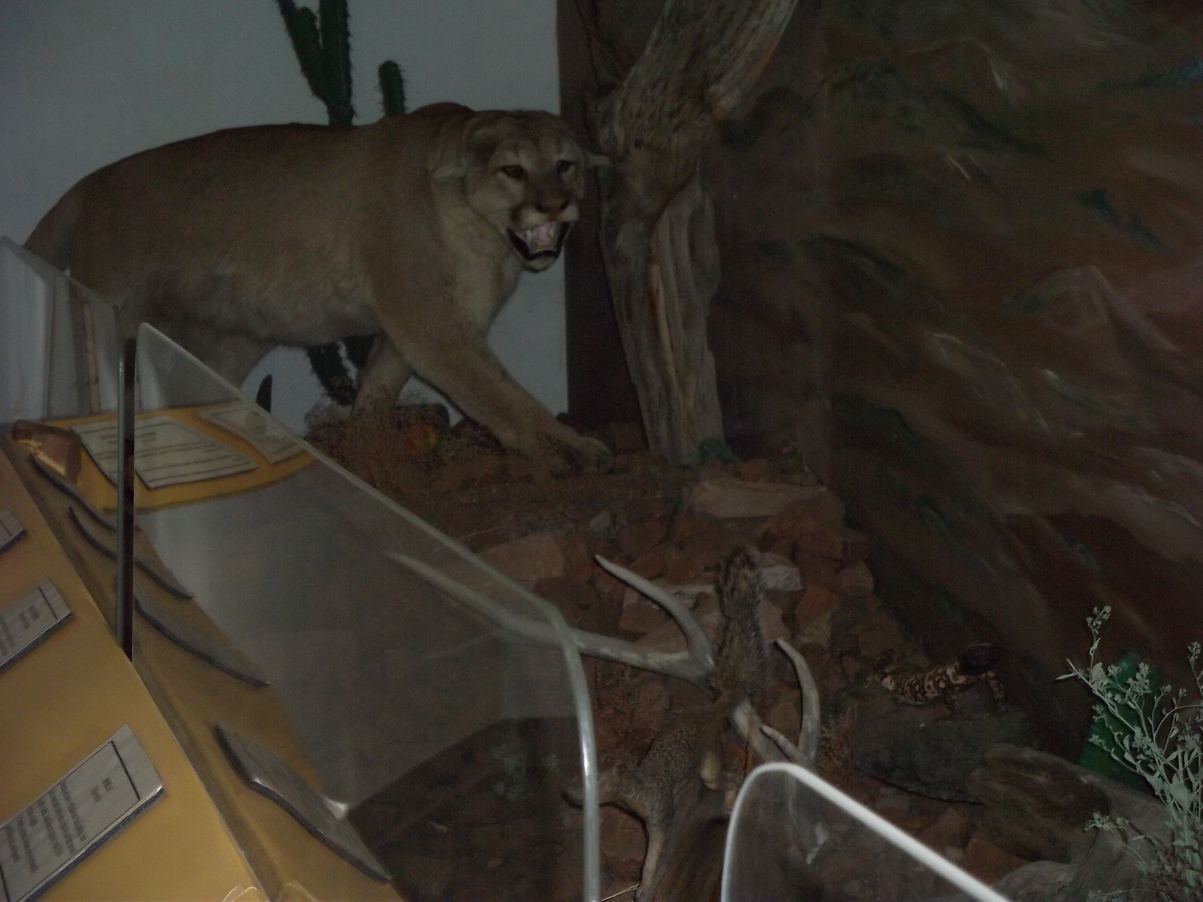 Mountain Lion Tableau