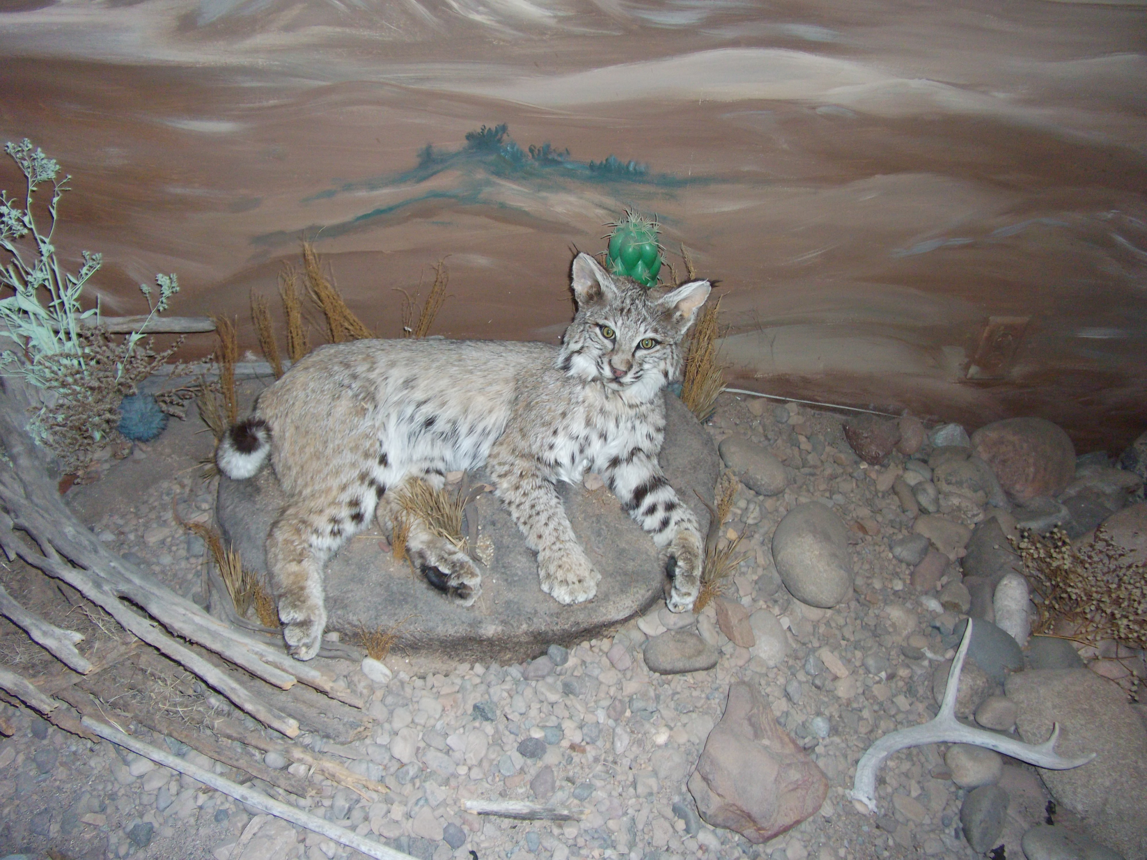 2012_05_01_roosevelt_lake_sk_0032.jpg (large)