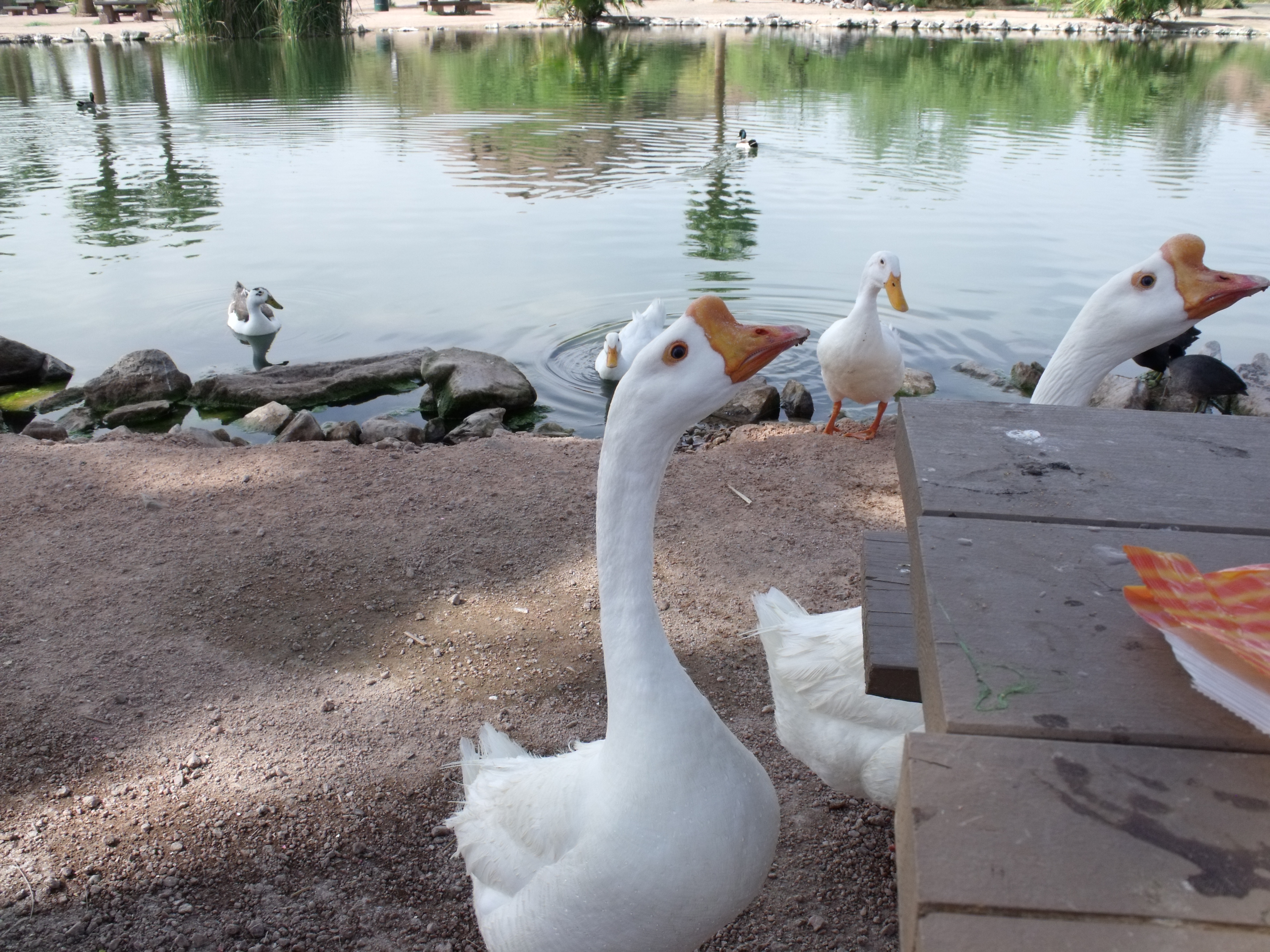 Geese and Geese Mirrored Lovers in Papago Park