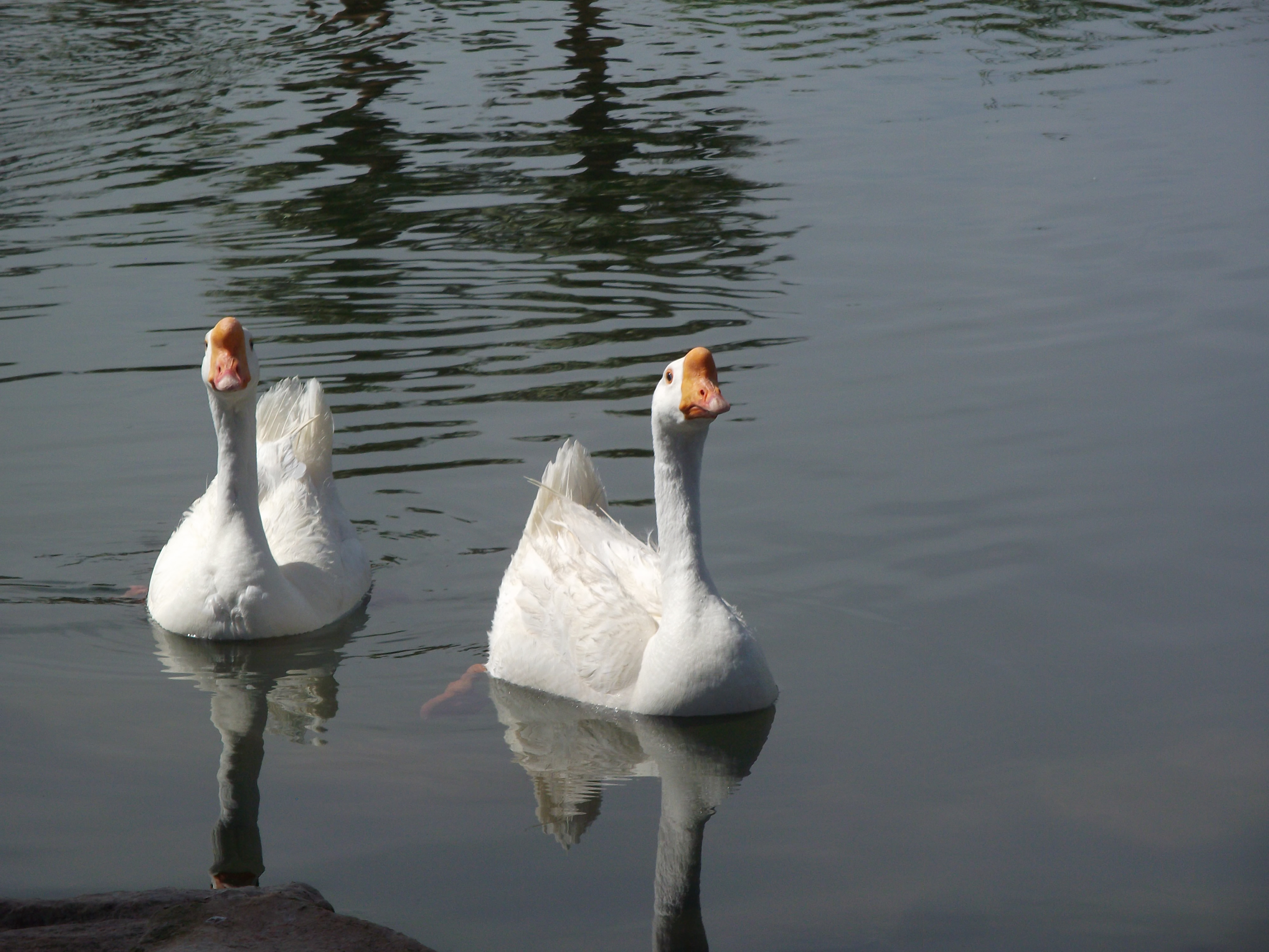 Geese on a Lake