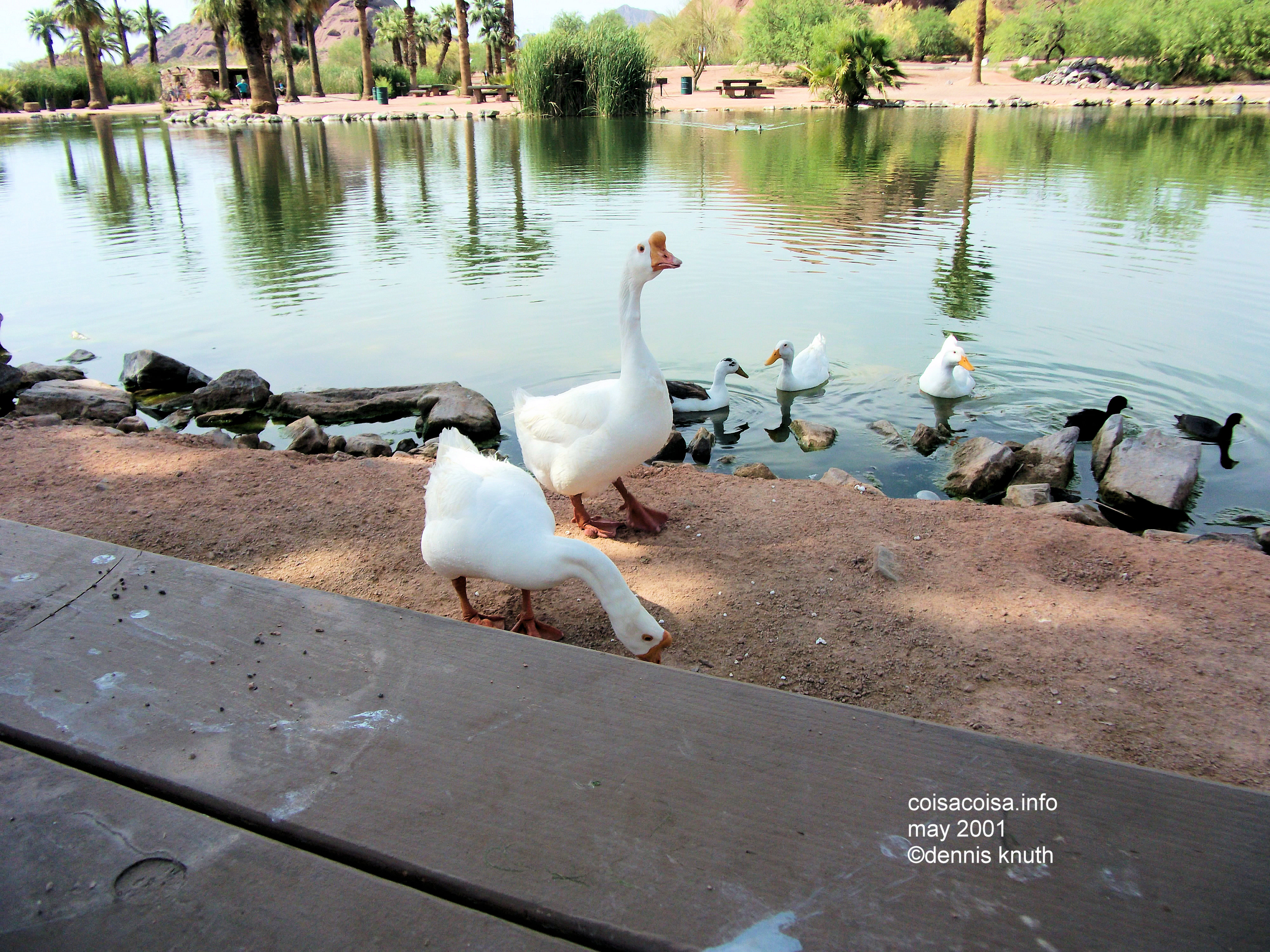 Foul mooded White Geese approach