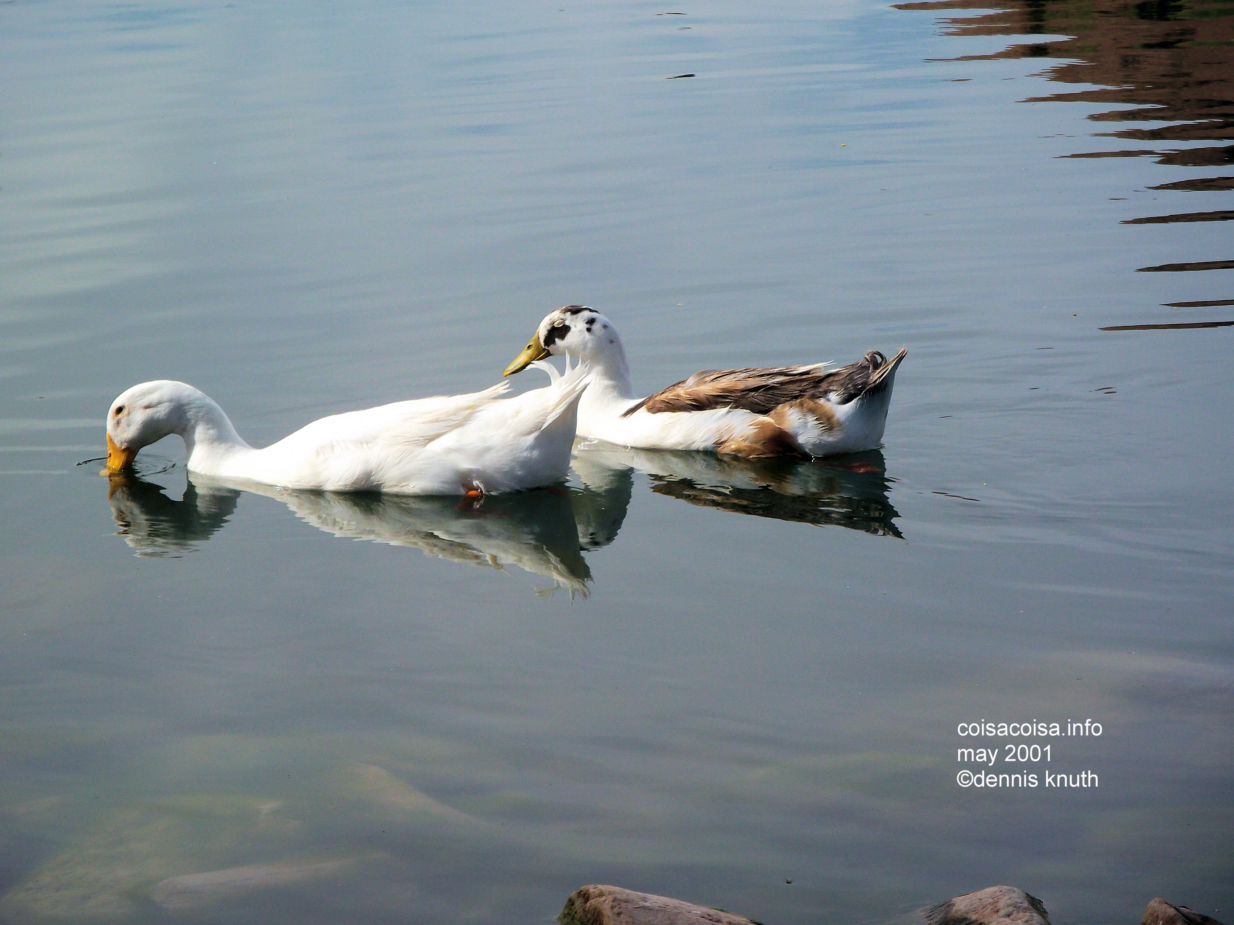 Ducks in Papago Pond water waddle for hours