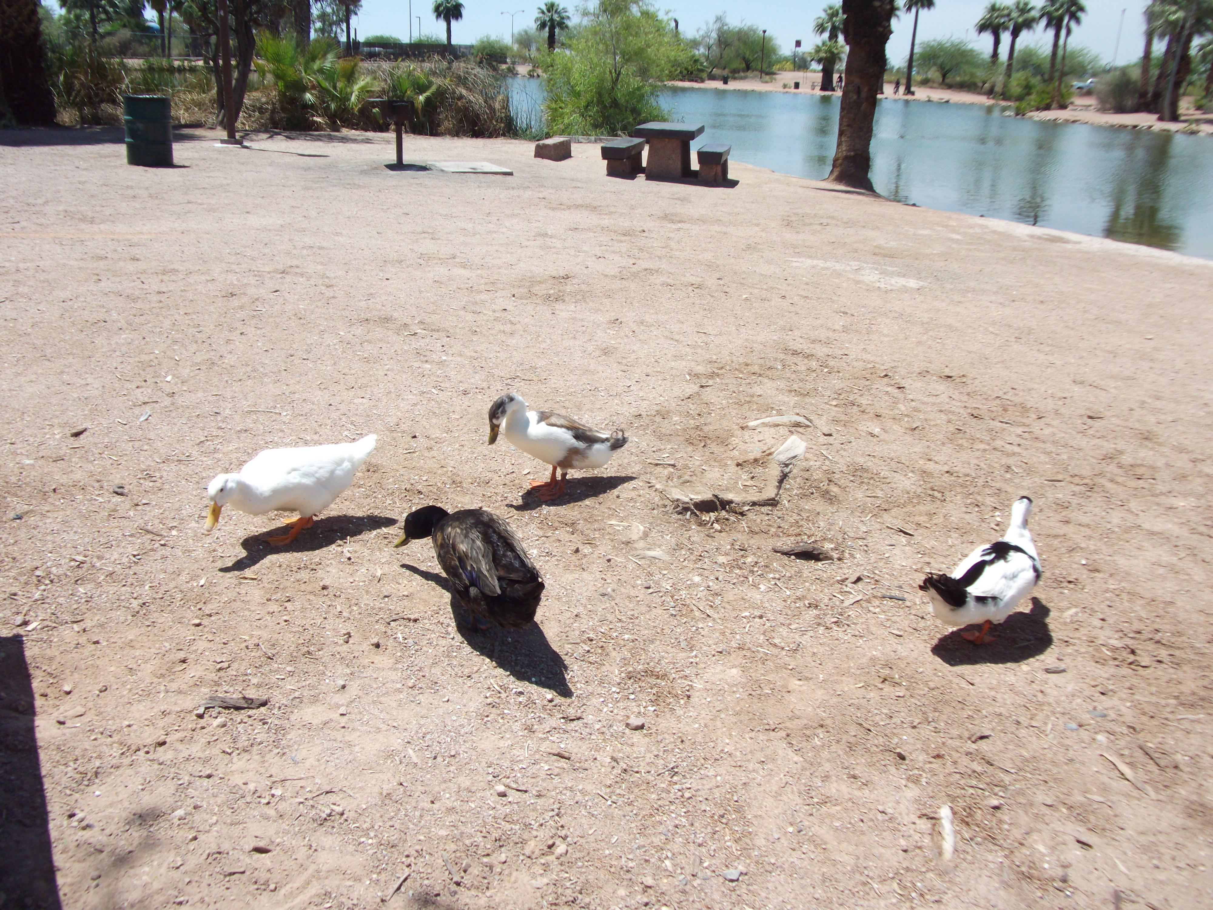 Ducks in Papago