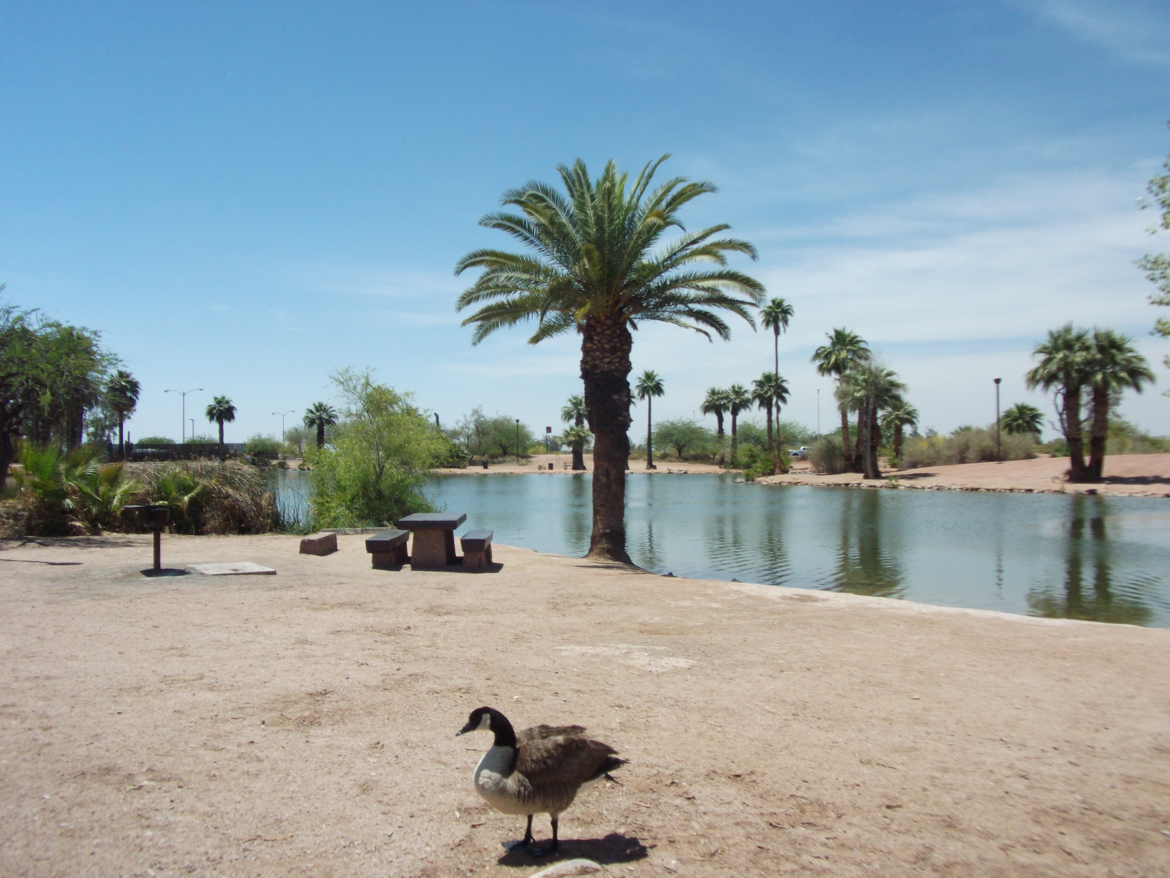 Papago Park pond Canada Goose