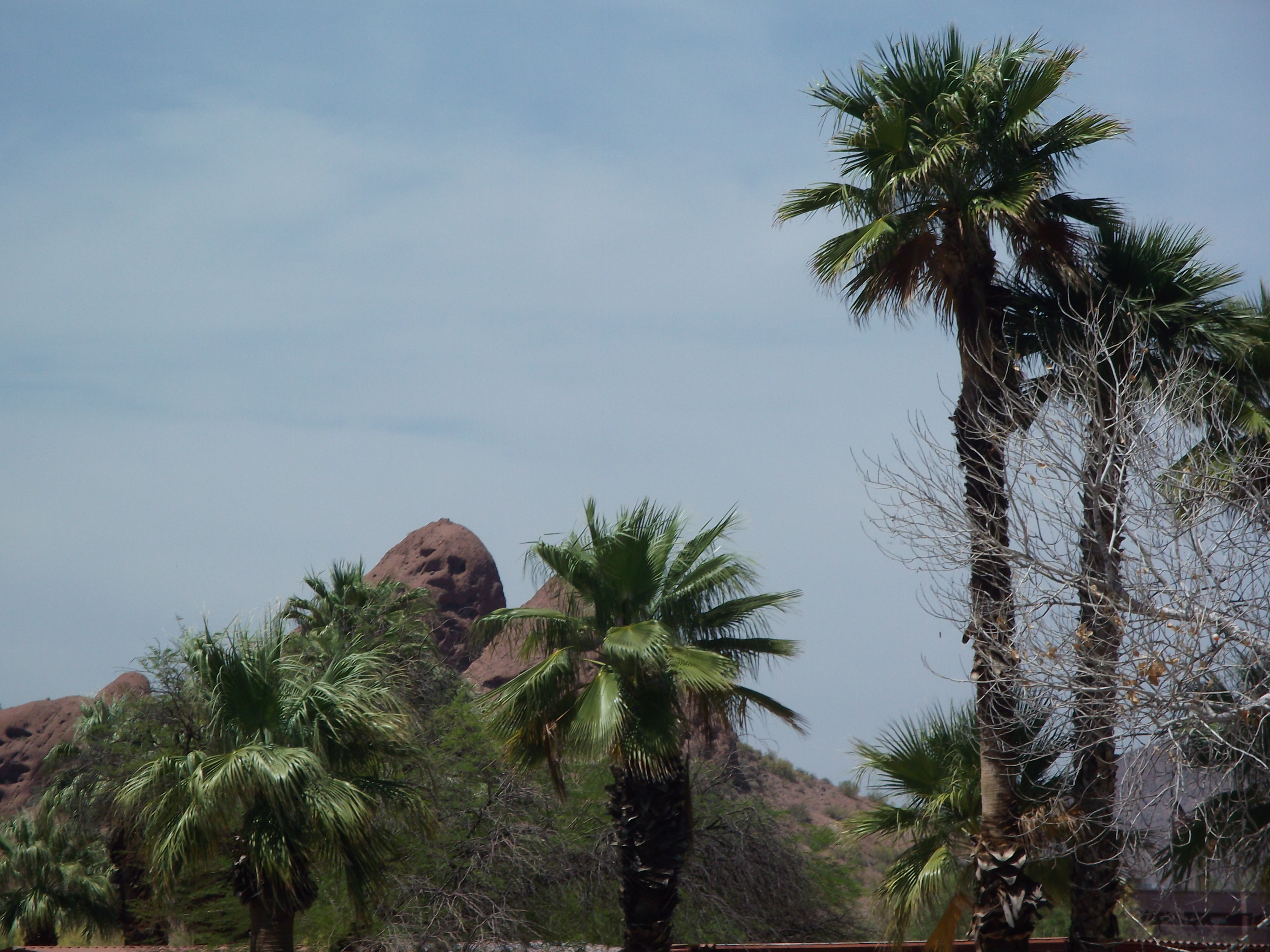 Palms with a mountain background
