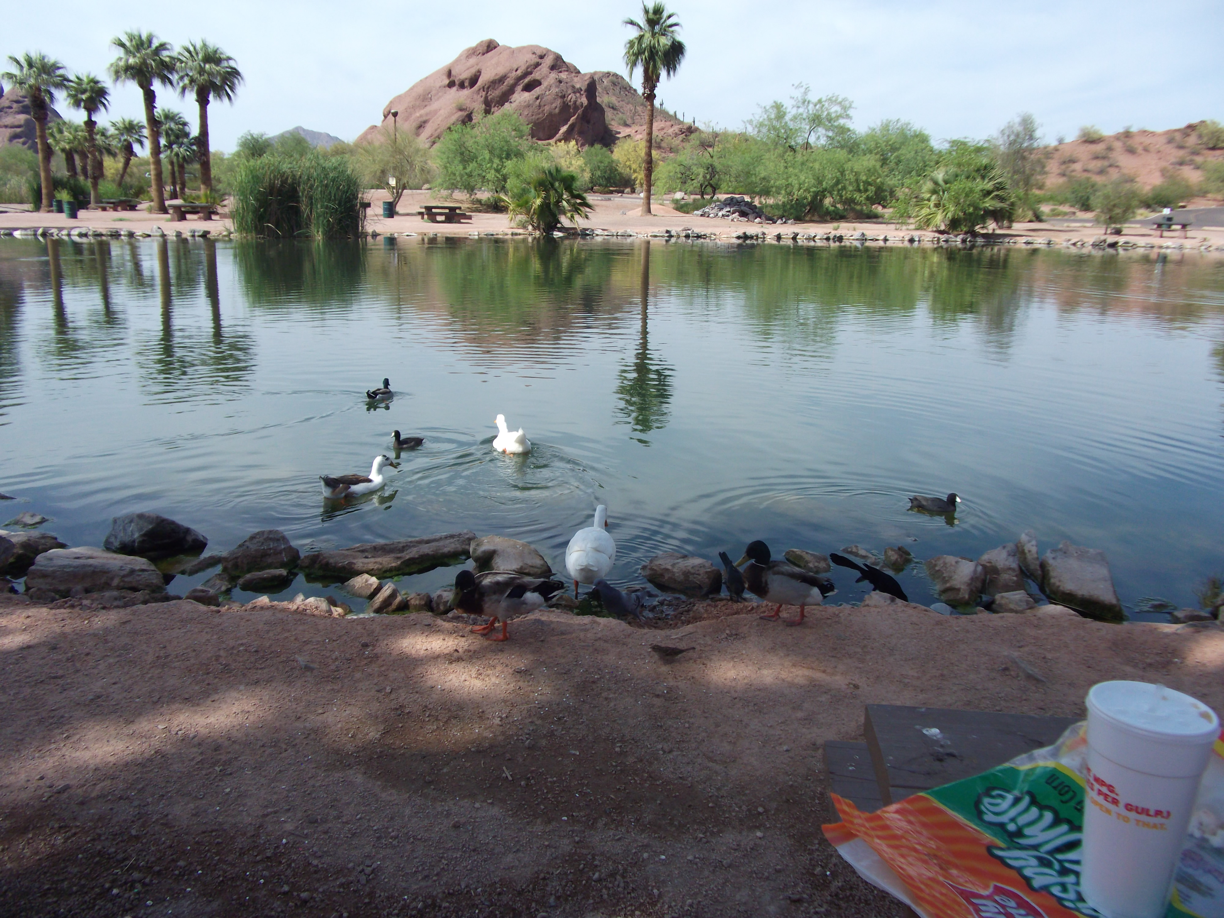 Ducks leaving the show