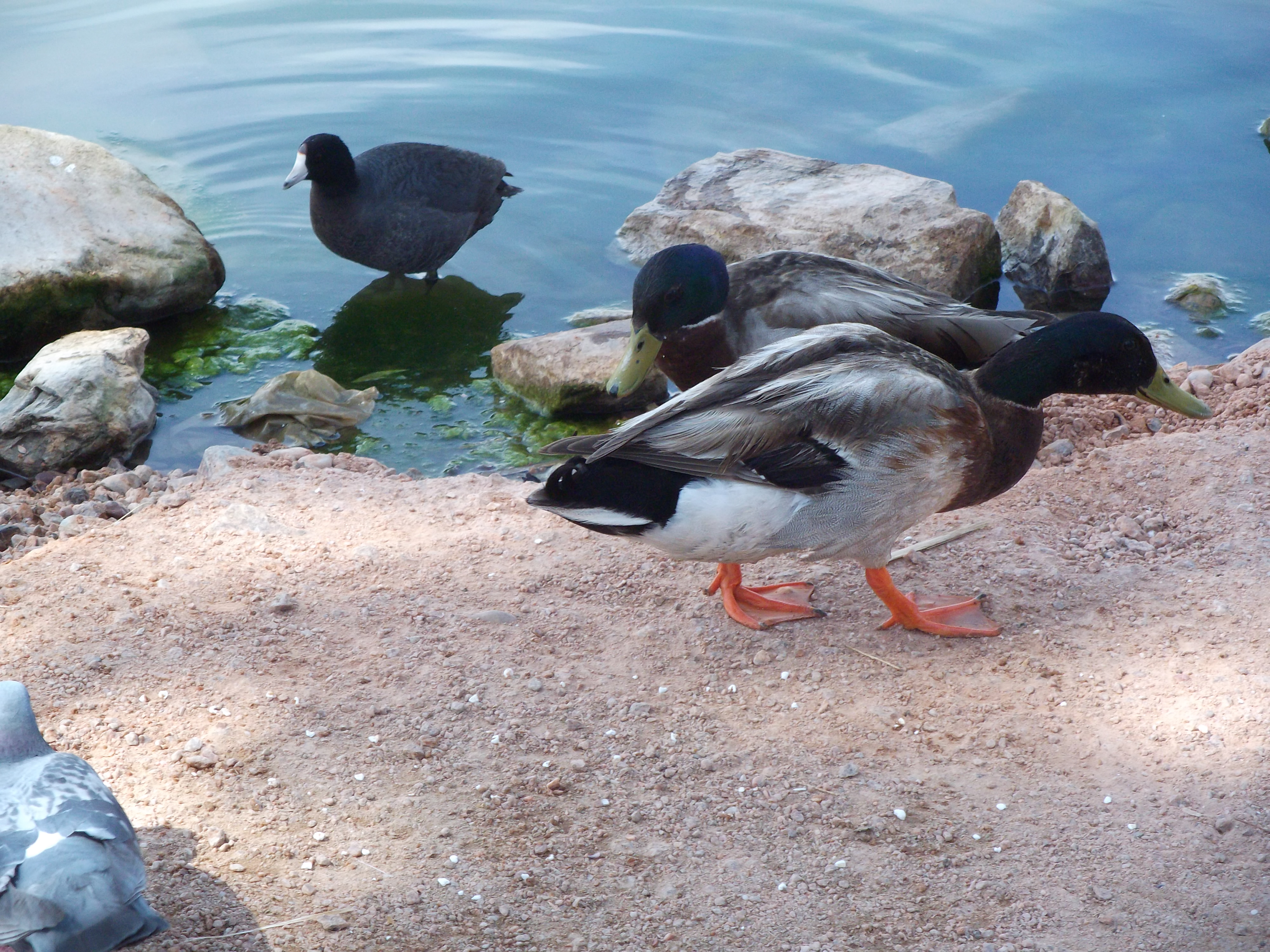 Ducks and Coots