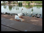 Geese approaching our picnic table