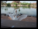 2012_05_01_papago_park_sk_0008.jpg