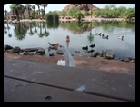 2012_05_01_papago_park_sk_0010.jpg
