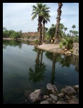 Palms in the pond reflection