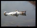 Lazy pair of ducks in Papago park